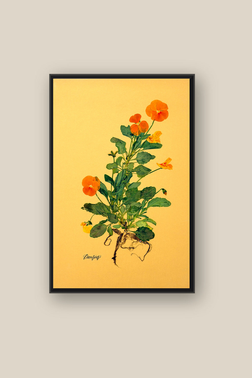 Orange Pansies with Roots Framed