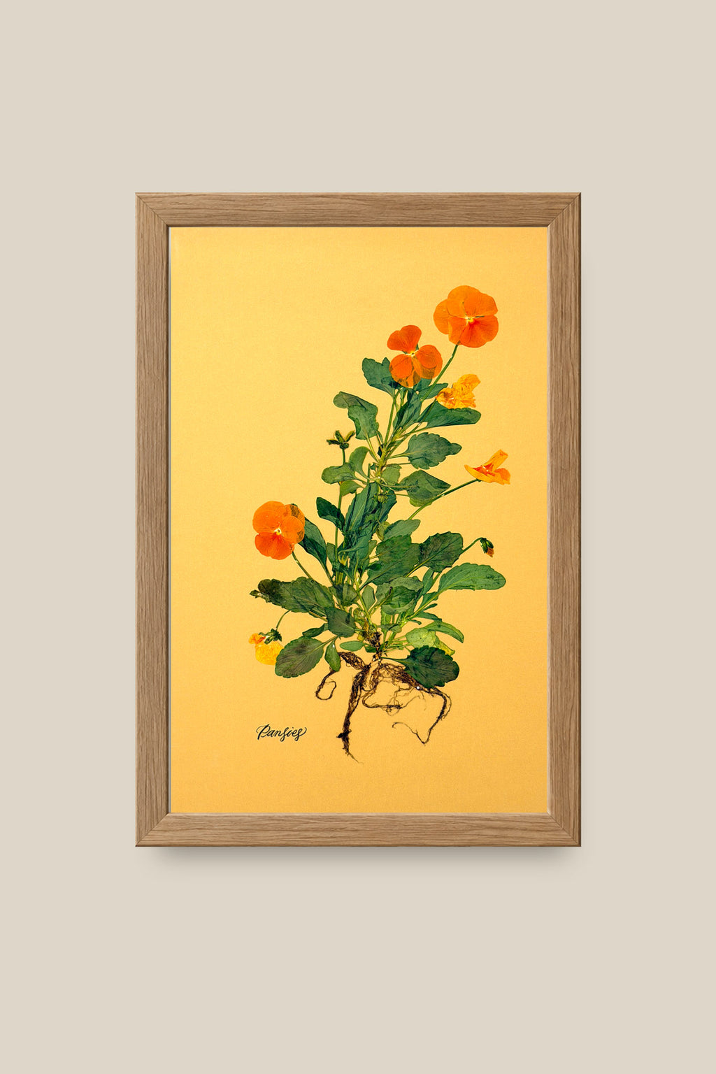 Orange Pansies with Roots Framed