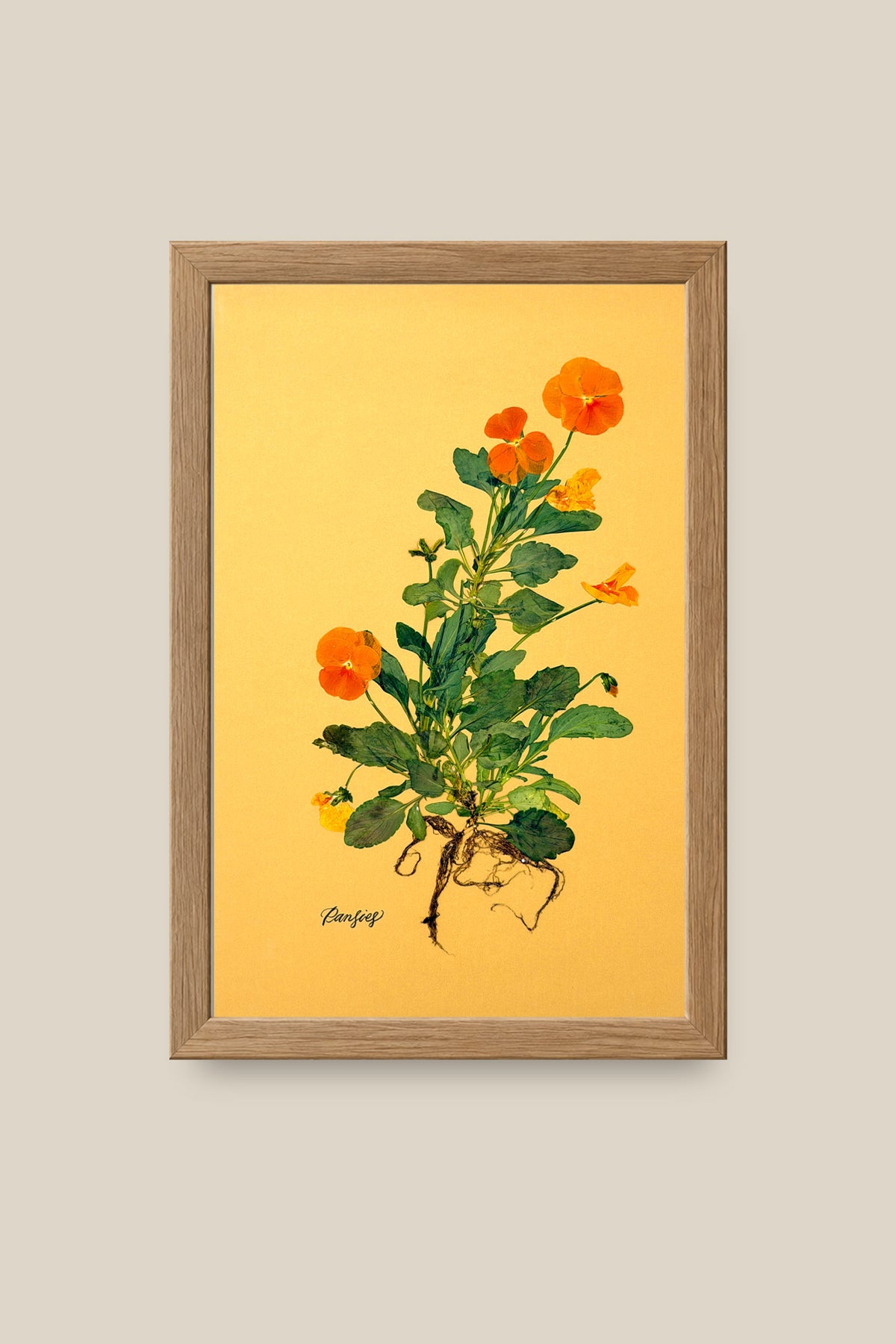 Orange Pansies with Roots Framed