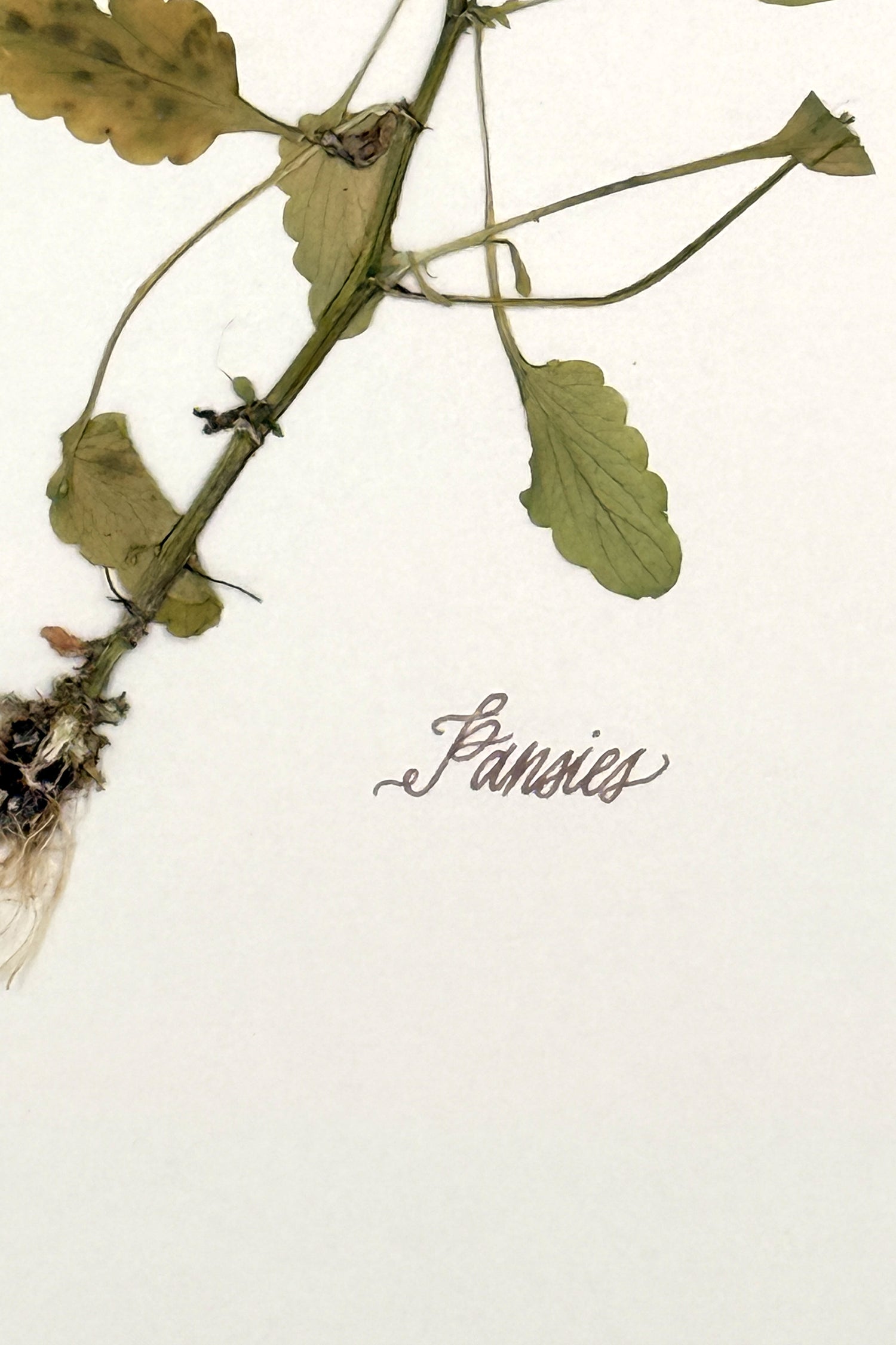 Pansies with Roots on Ivory