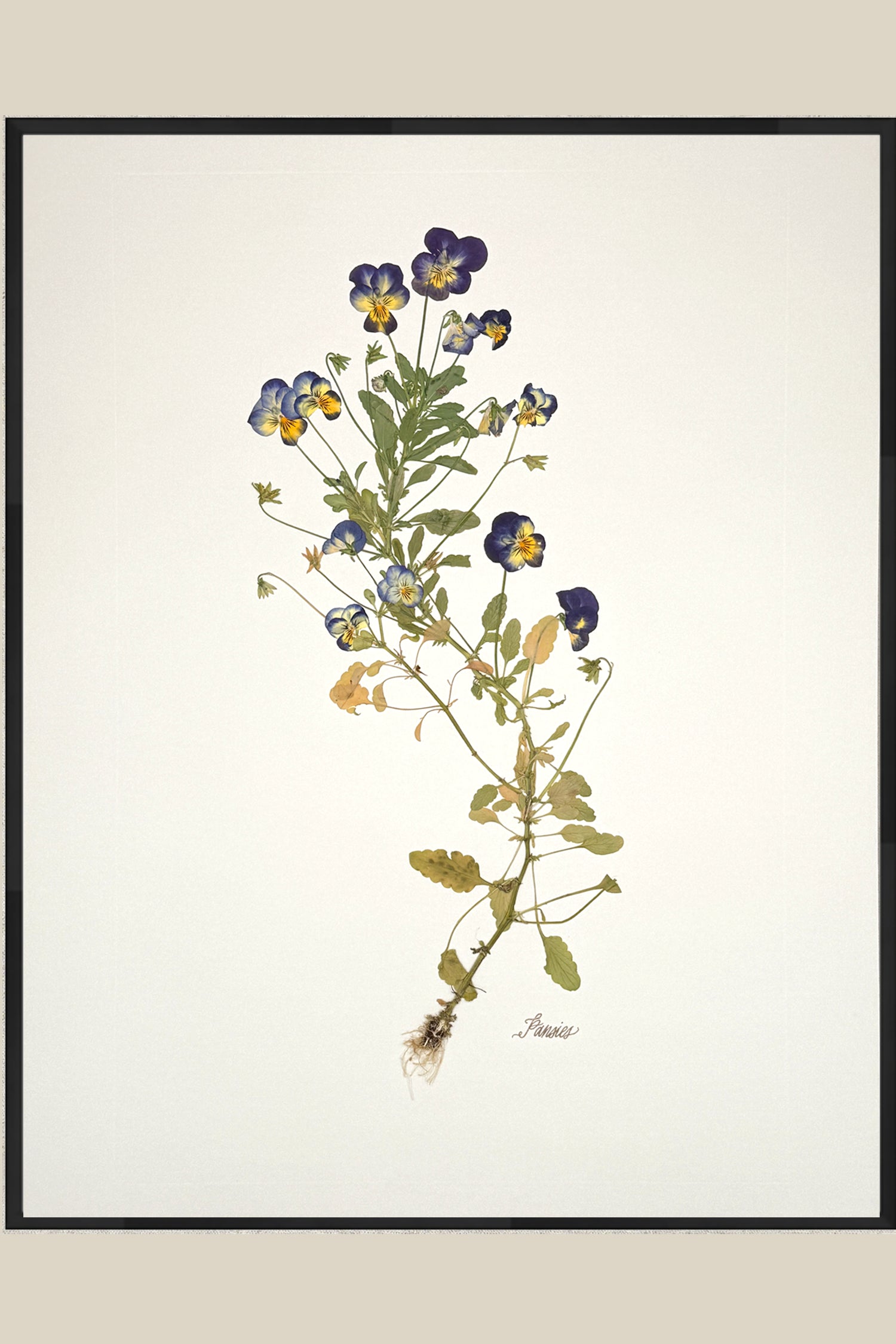 Pansies with Roots on Ivory