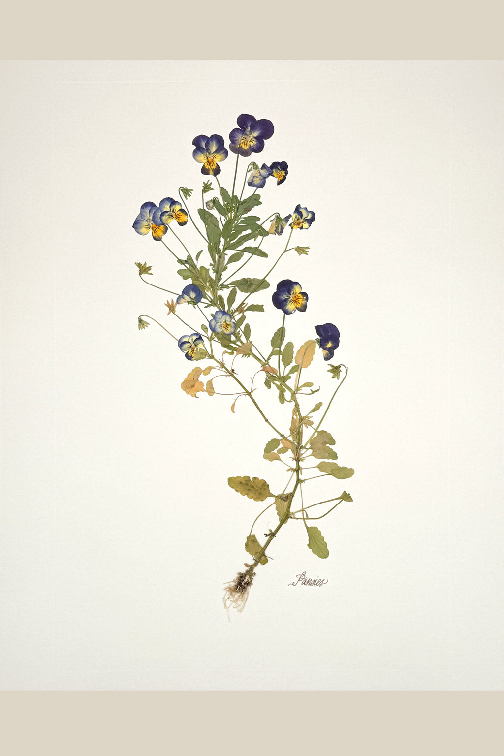 Pansies with Roots on Ivory