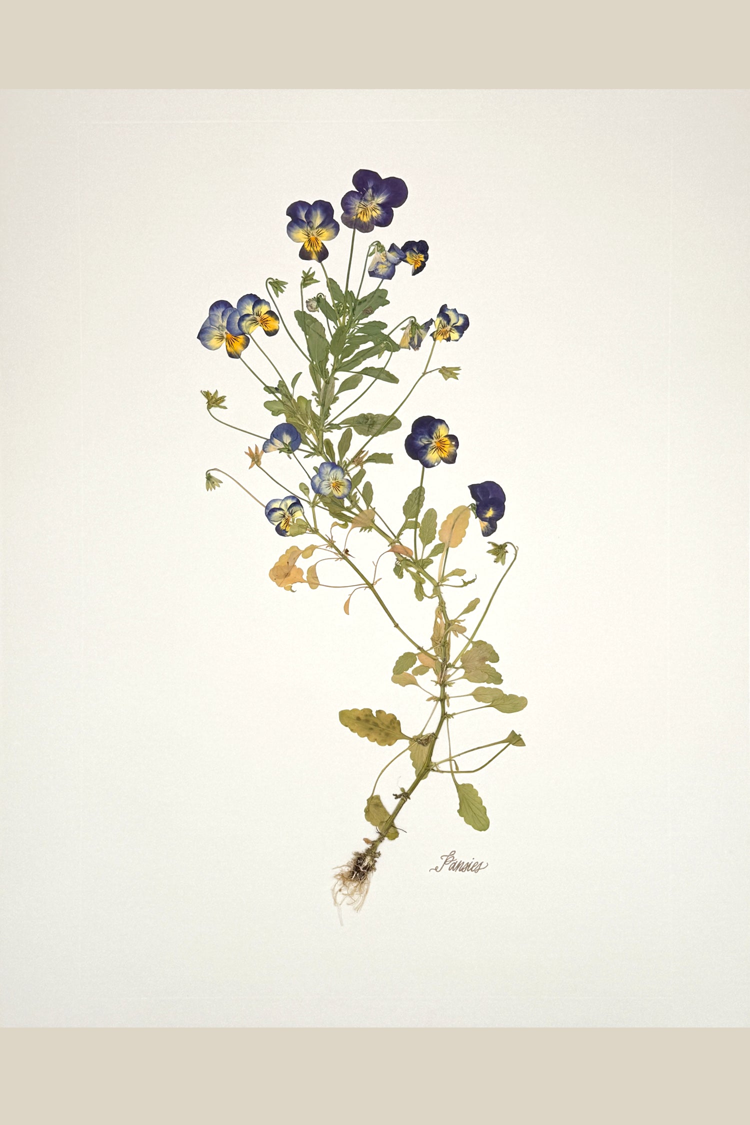 Pansies with Roots on Ivory