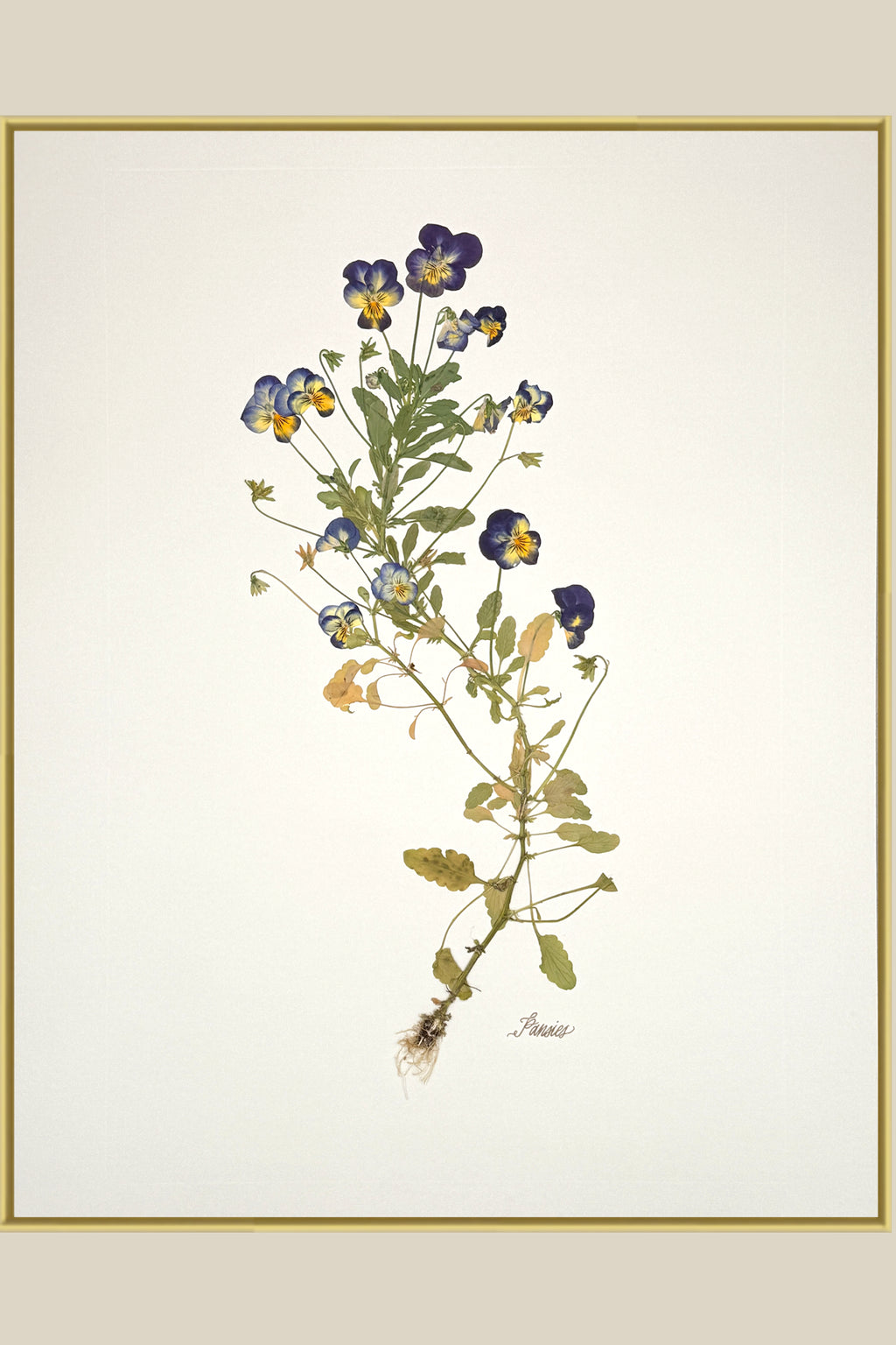 Pansies with Roots on Ivory