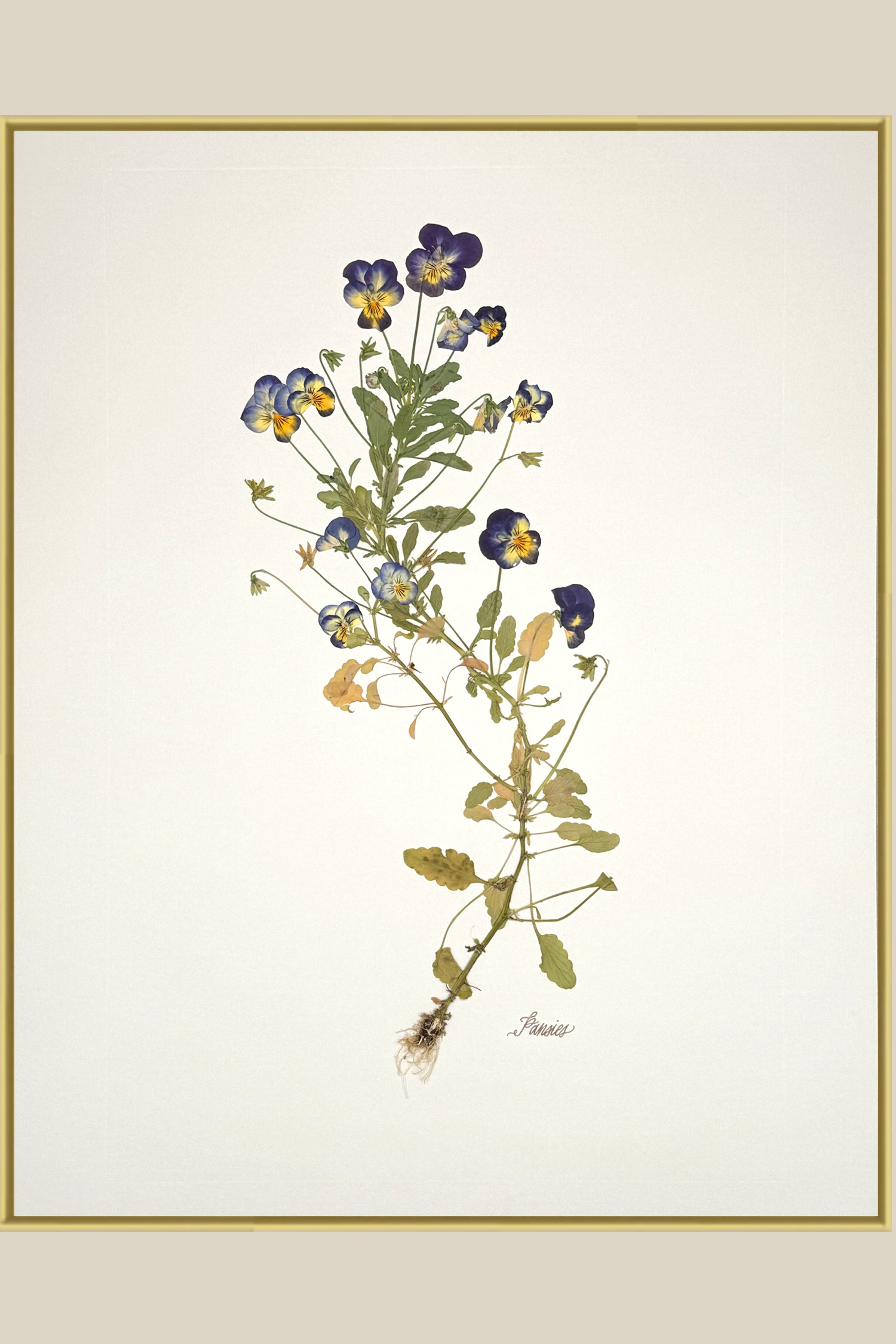 Pansies with Roots on Ivory