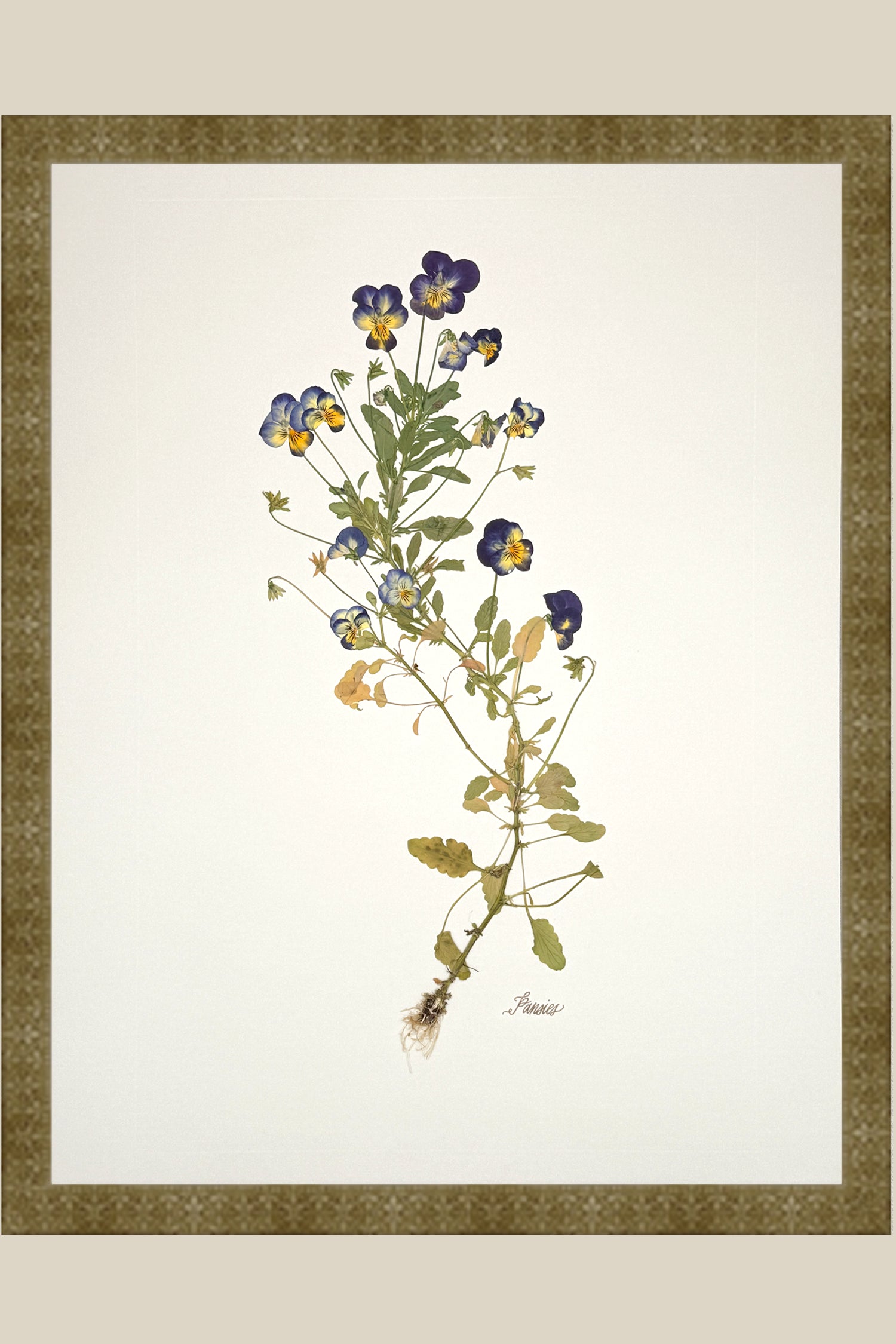 Pansies with Roots on Ivory