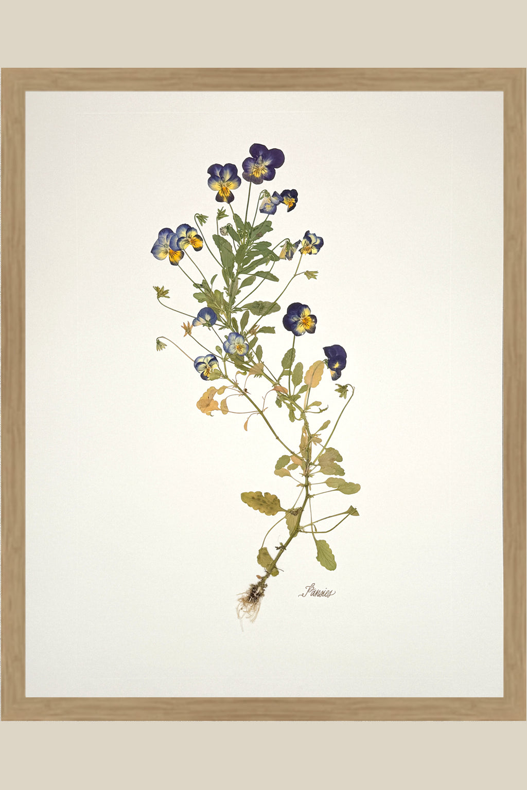 Pansies with Roots on Ivory