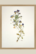 Pansies with Roots on Ivory