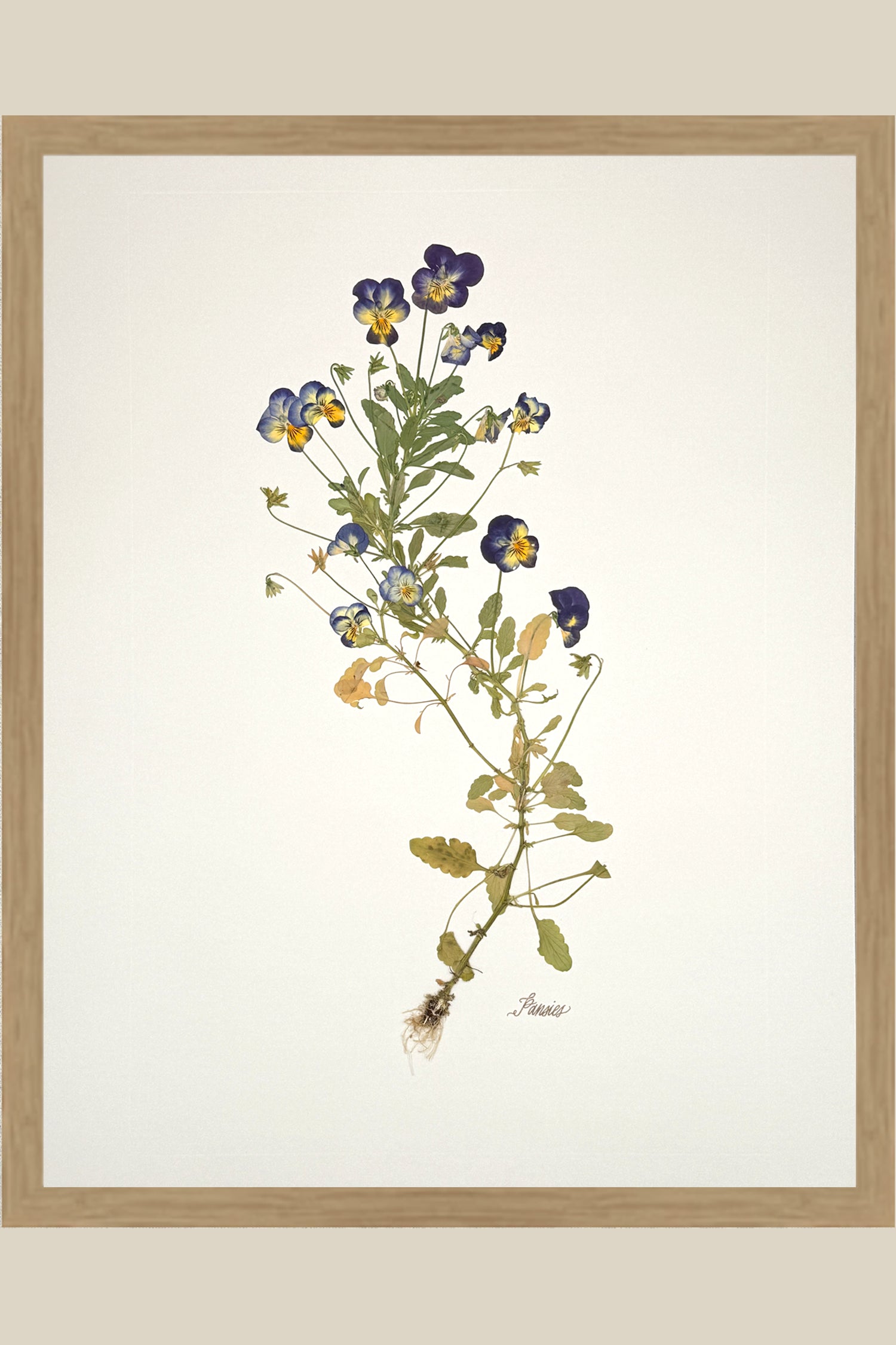 Pansies with Roots on Ivory