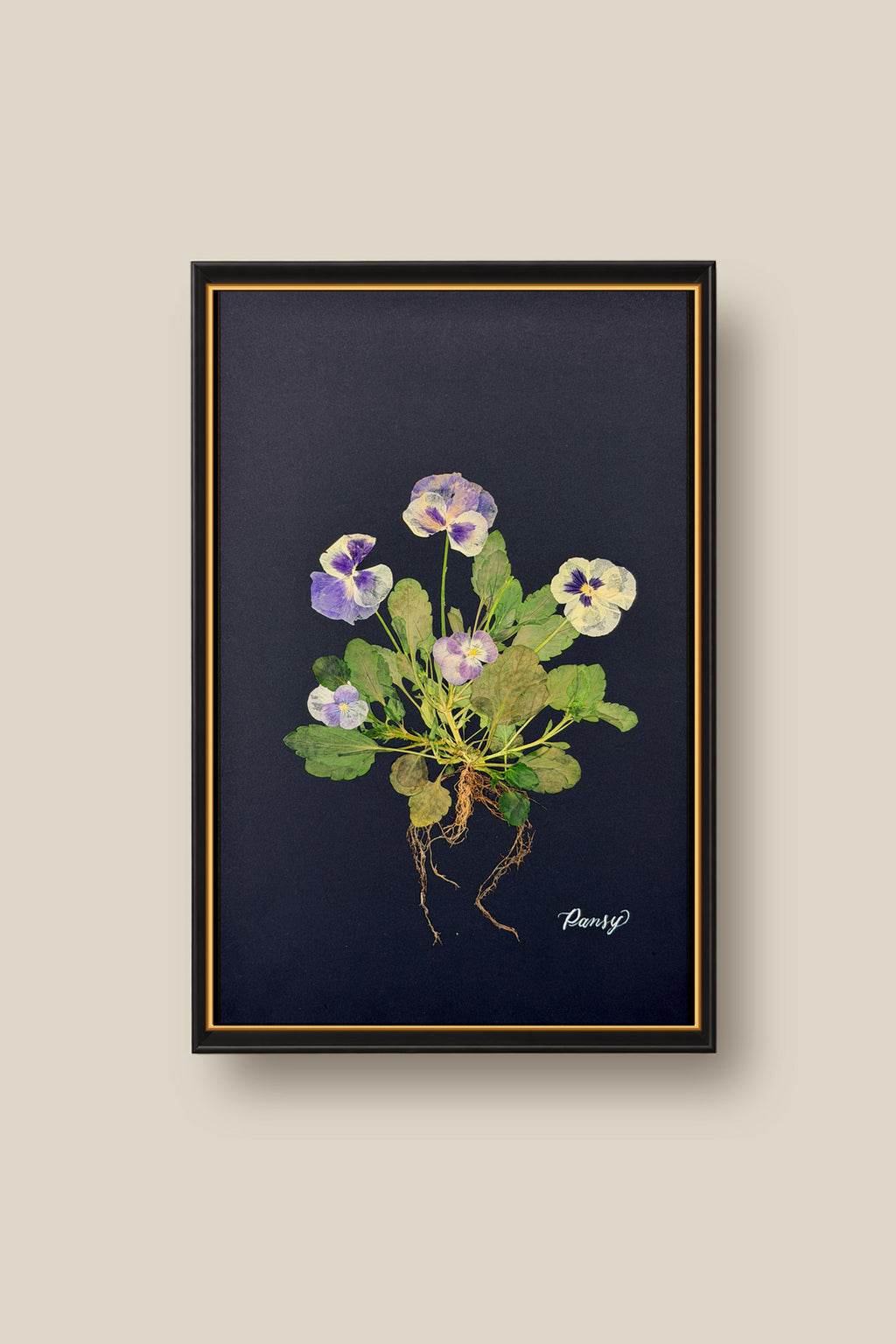 Blue Pansies with Roots on Black Framed