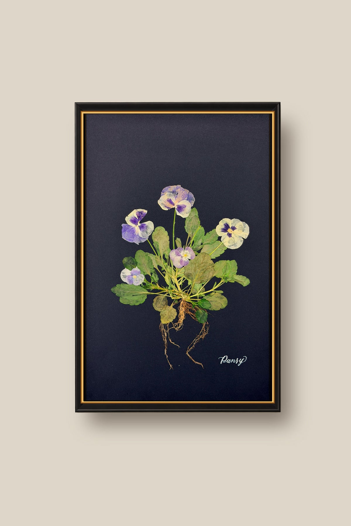 Blue Pansies with Roots on Black Framed