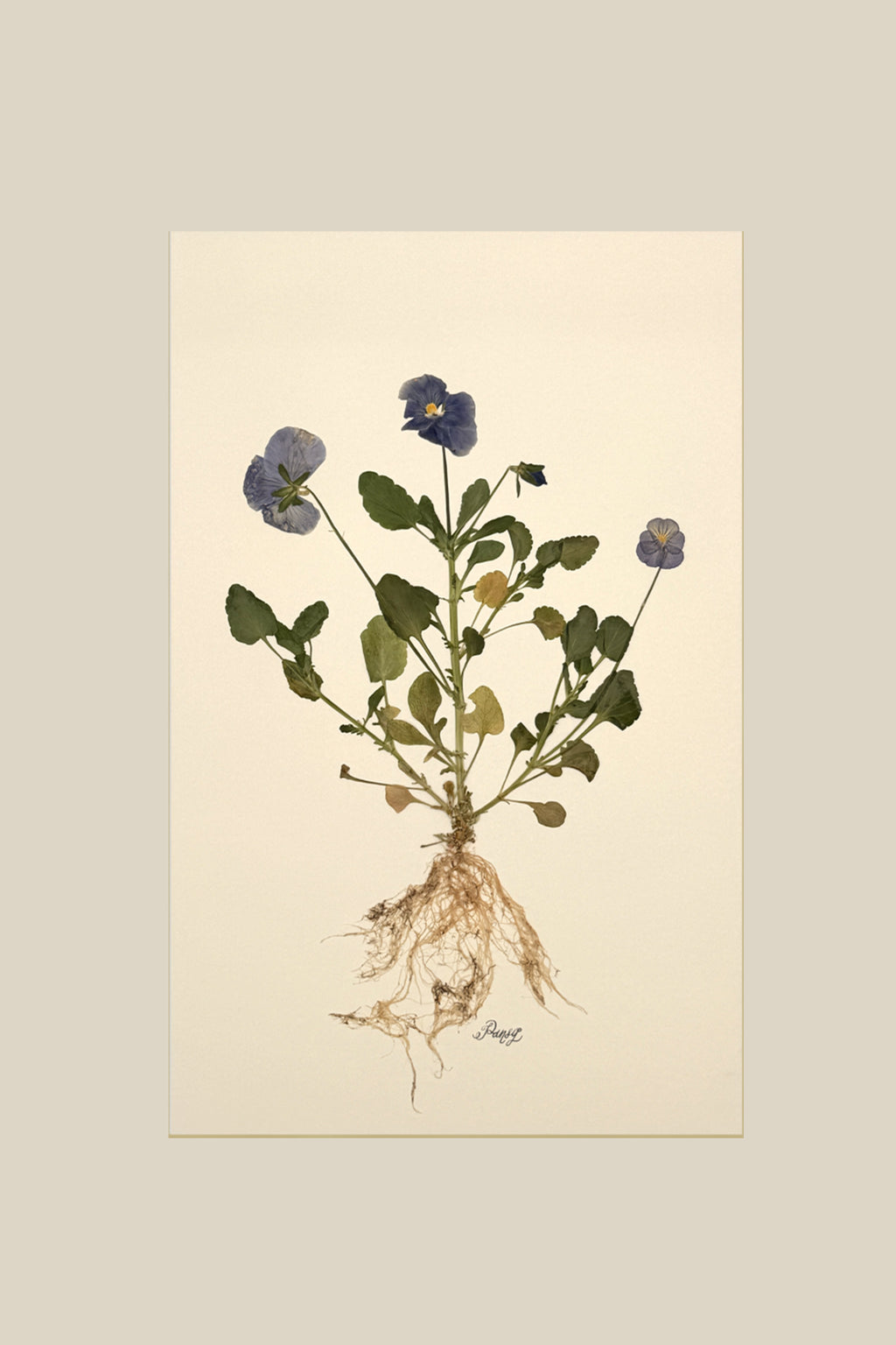 Pansy with Roots on Ivory