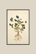 Pansy with Roots on Ivory