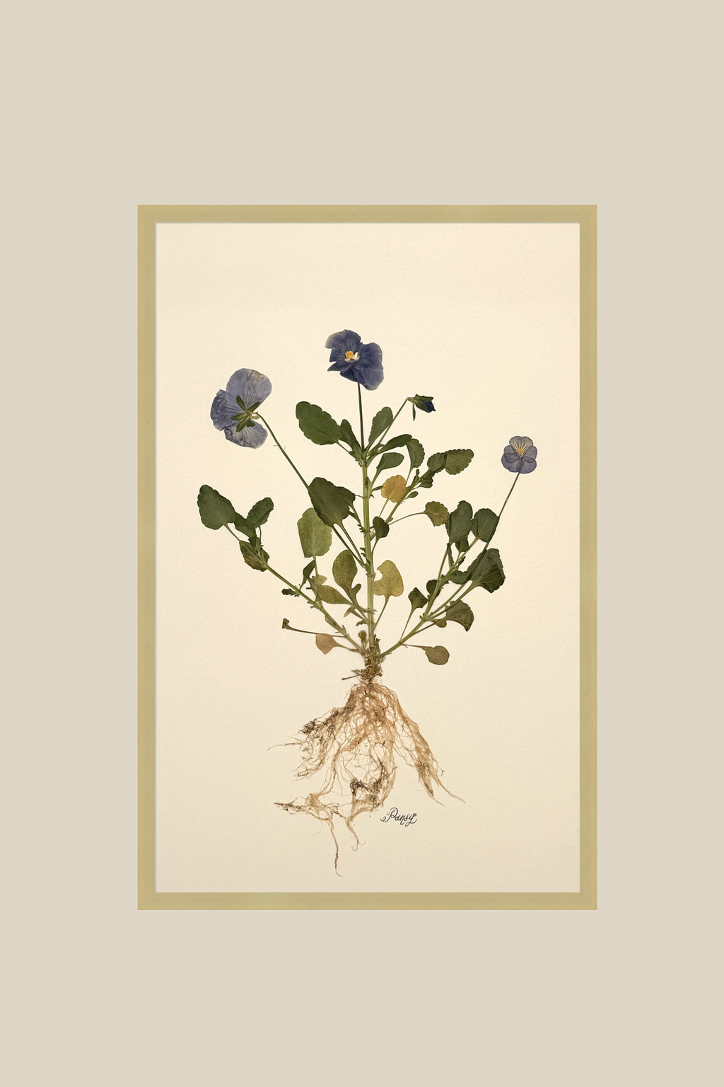 Pansy with Roots on Ivory