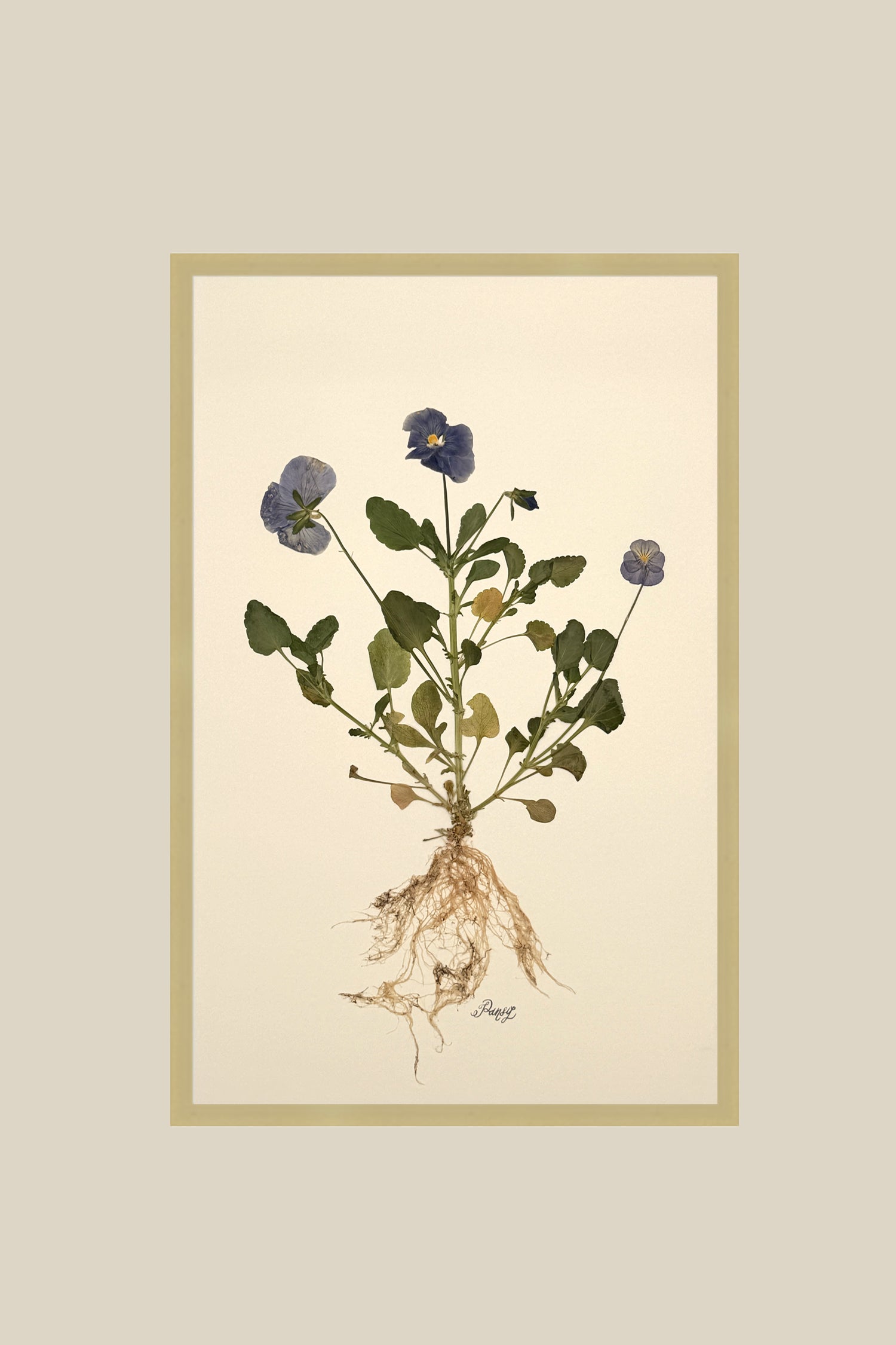 Pansy with Roots on Ivory