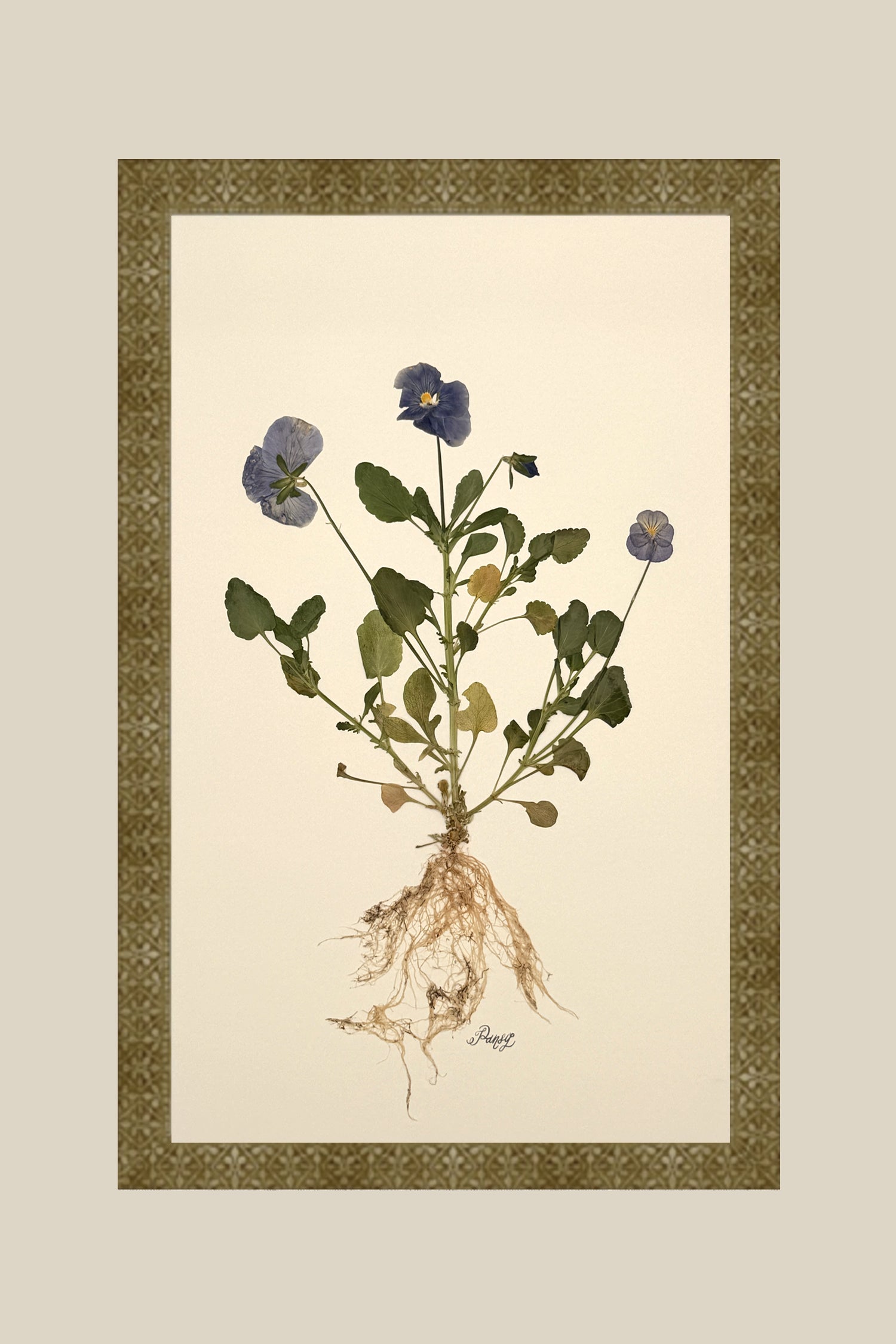 Pansy with Roots on Ivory