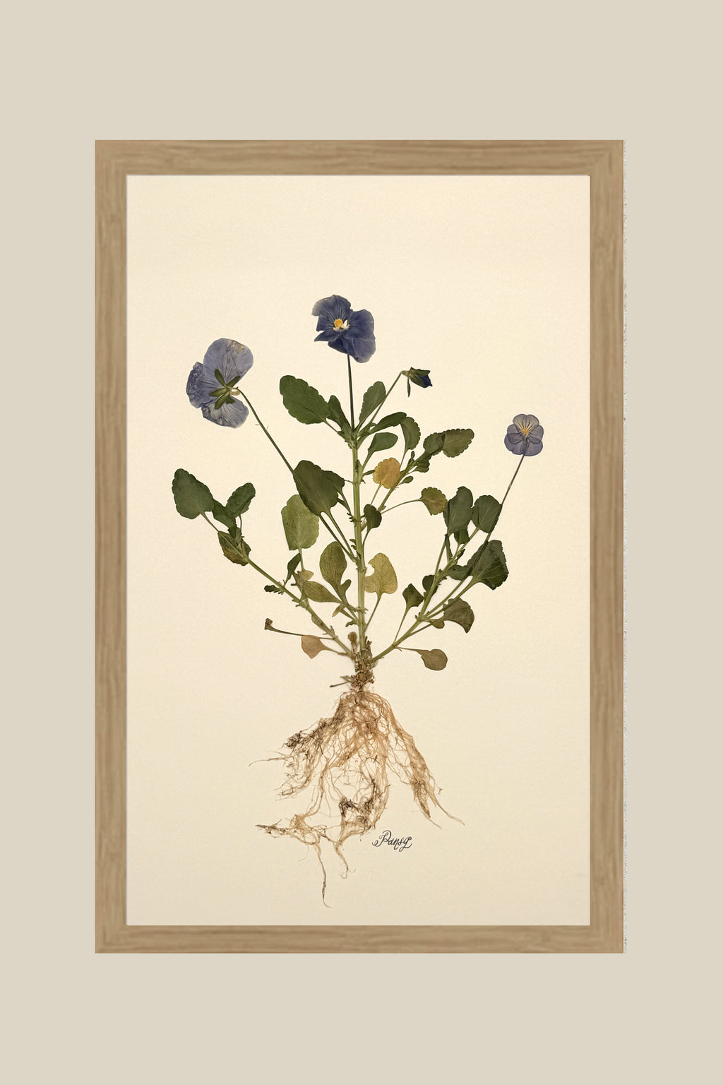 Pansy with Roots on Ivory