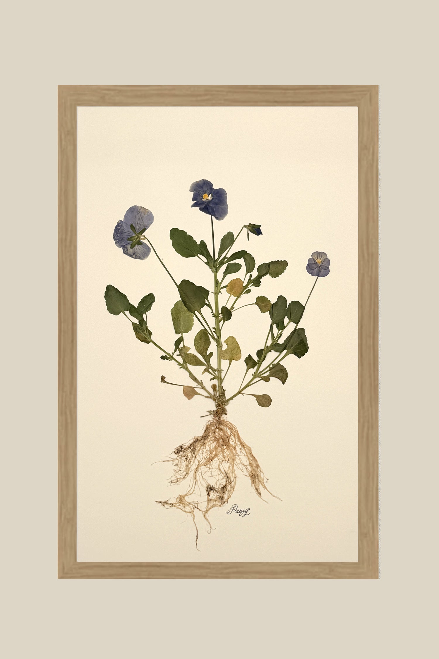 Pansy with Roots on Ivory
