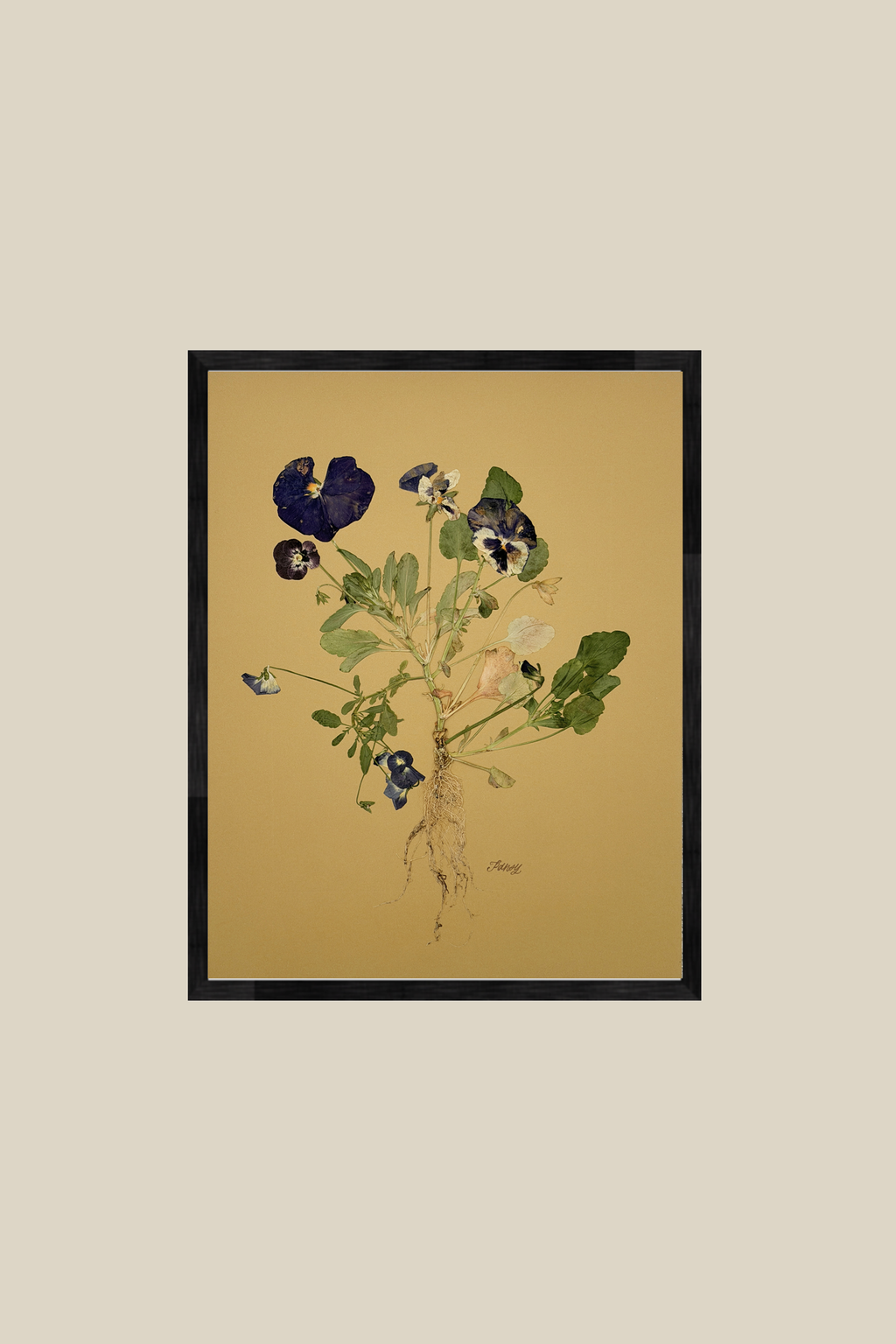Pansies with Roots