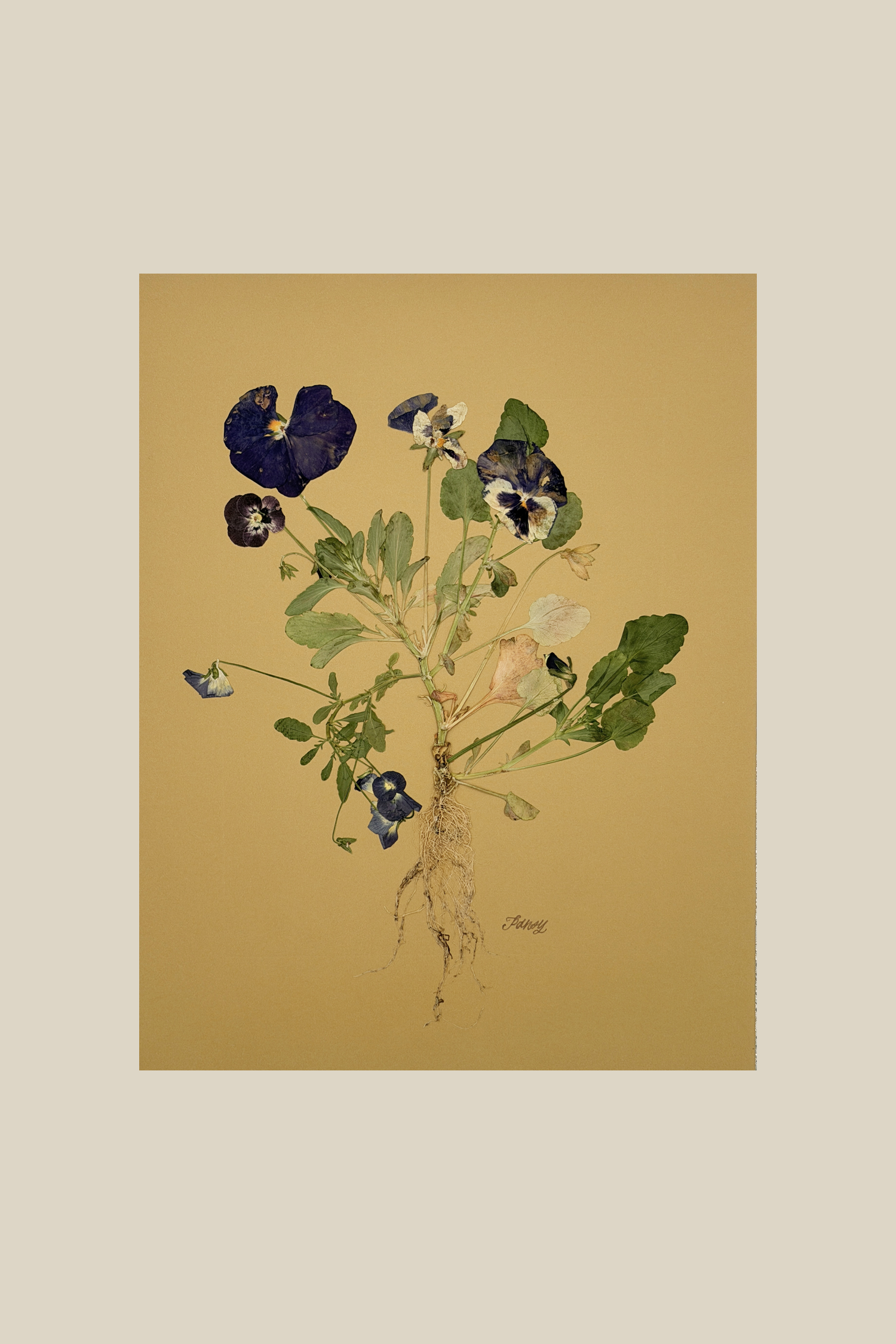 Pansies with Roots