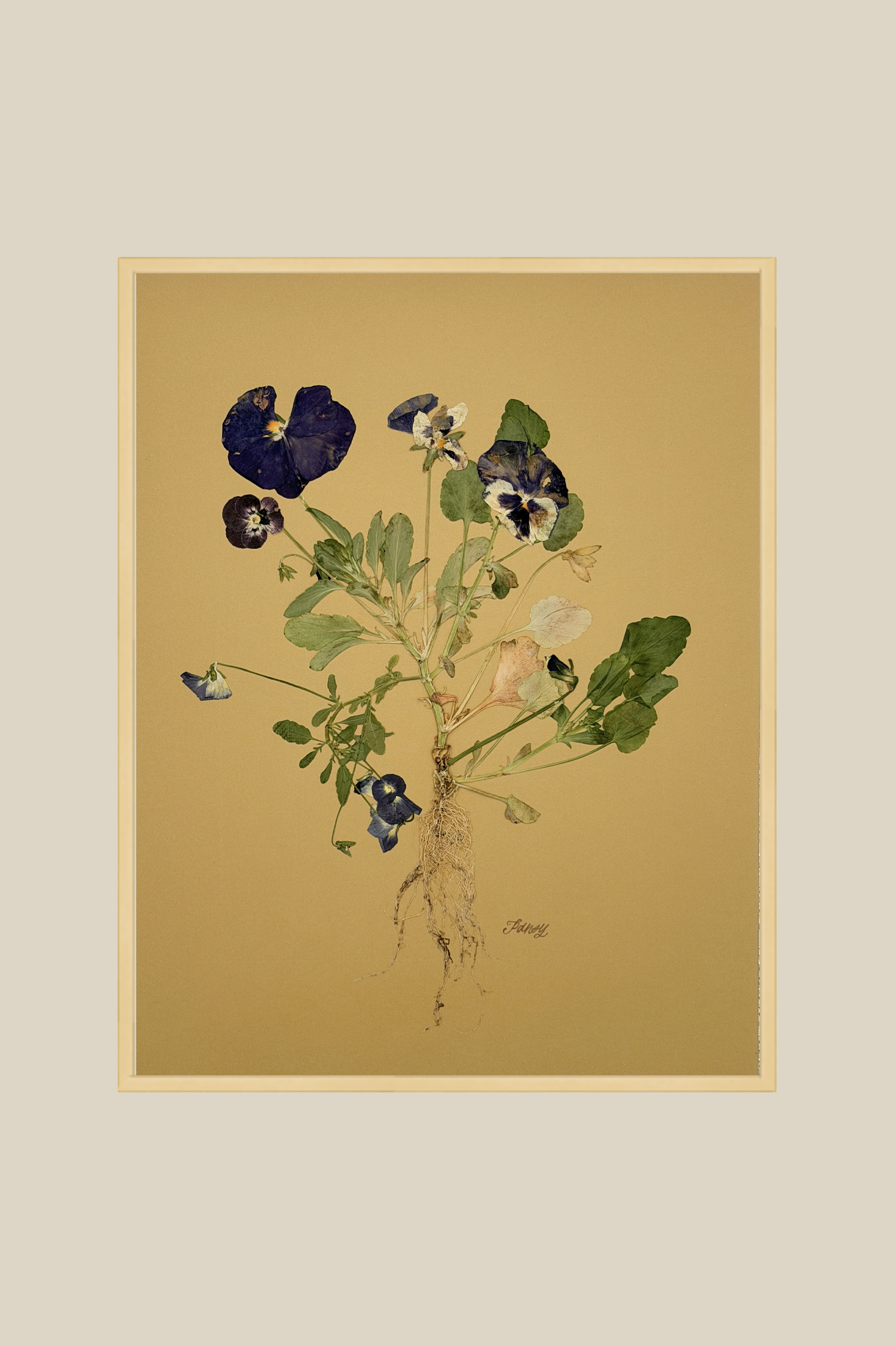 Pansies with Roots