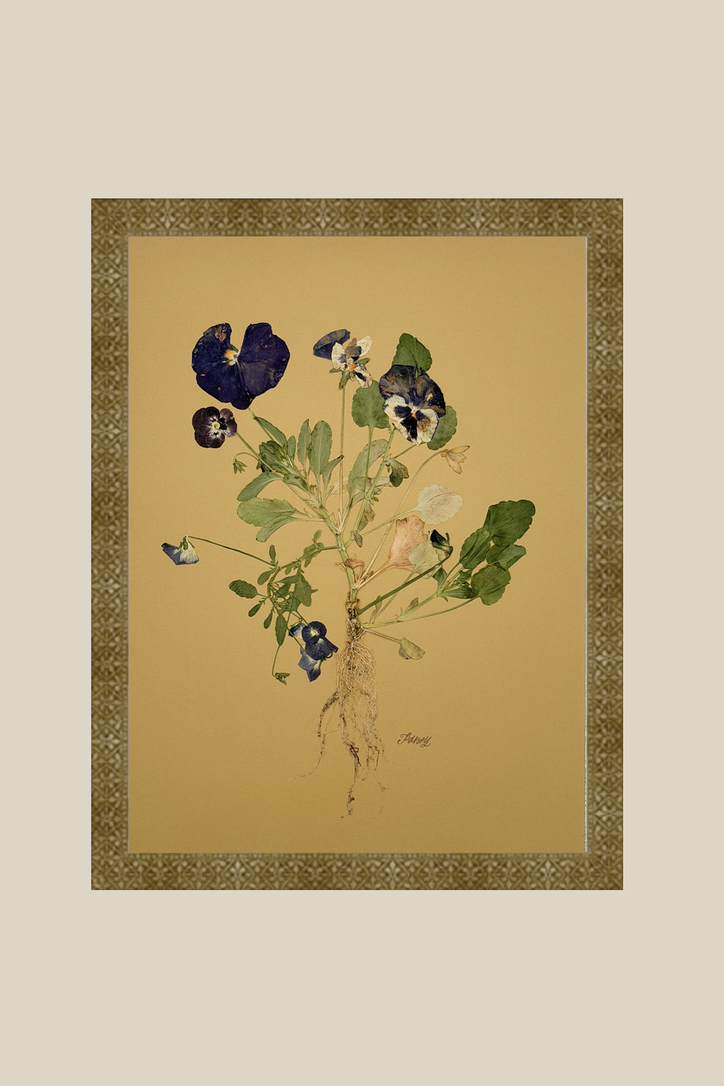 Pansies with Roots
