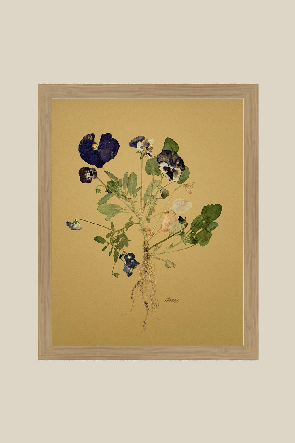 Pansies with Roots