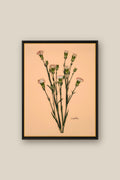 Carnations on Peach Framed