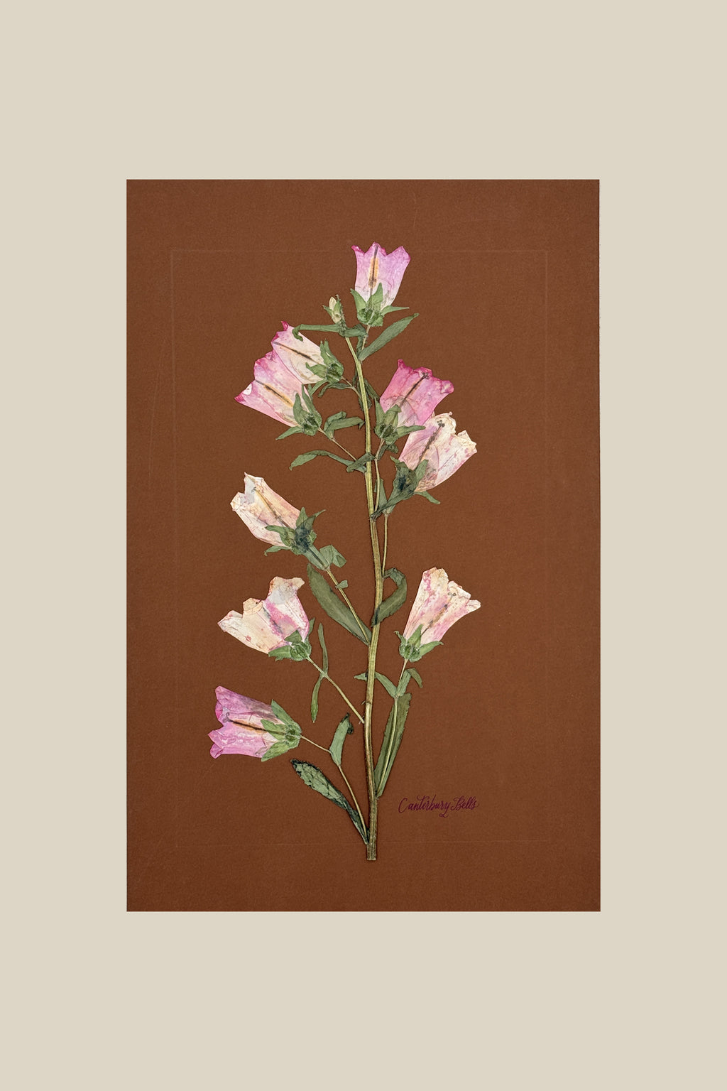 Pink Canterbury Bells