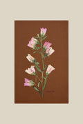 Pink Canterbury Bells
