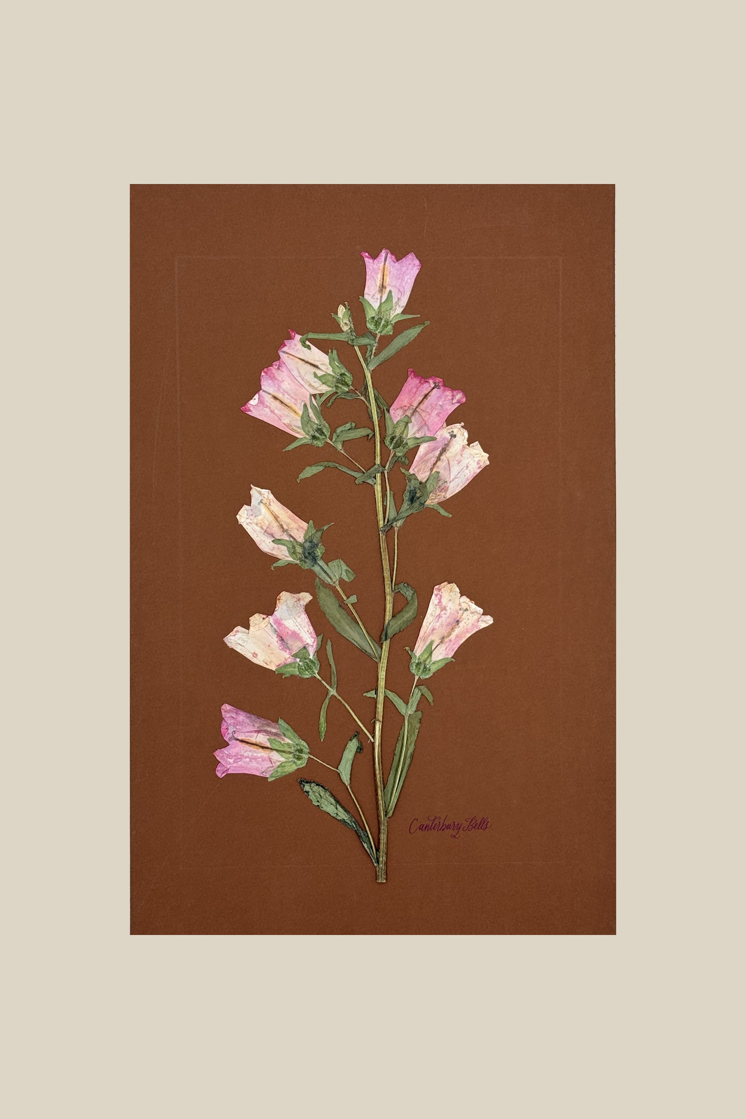 Pink Canterbury Bells