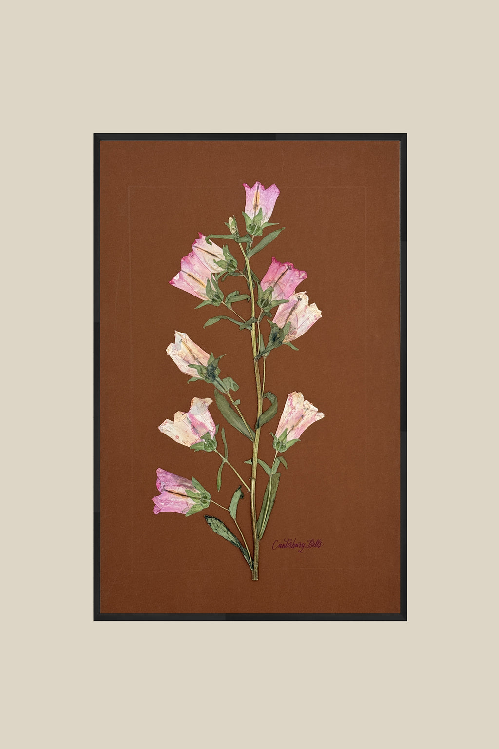 Pink Canterbury Bells