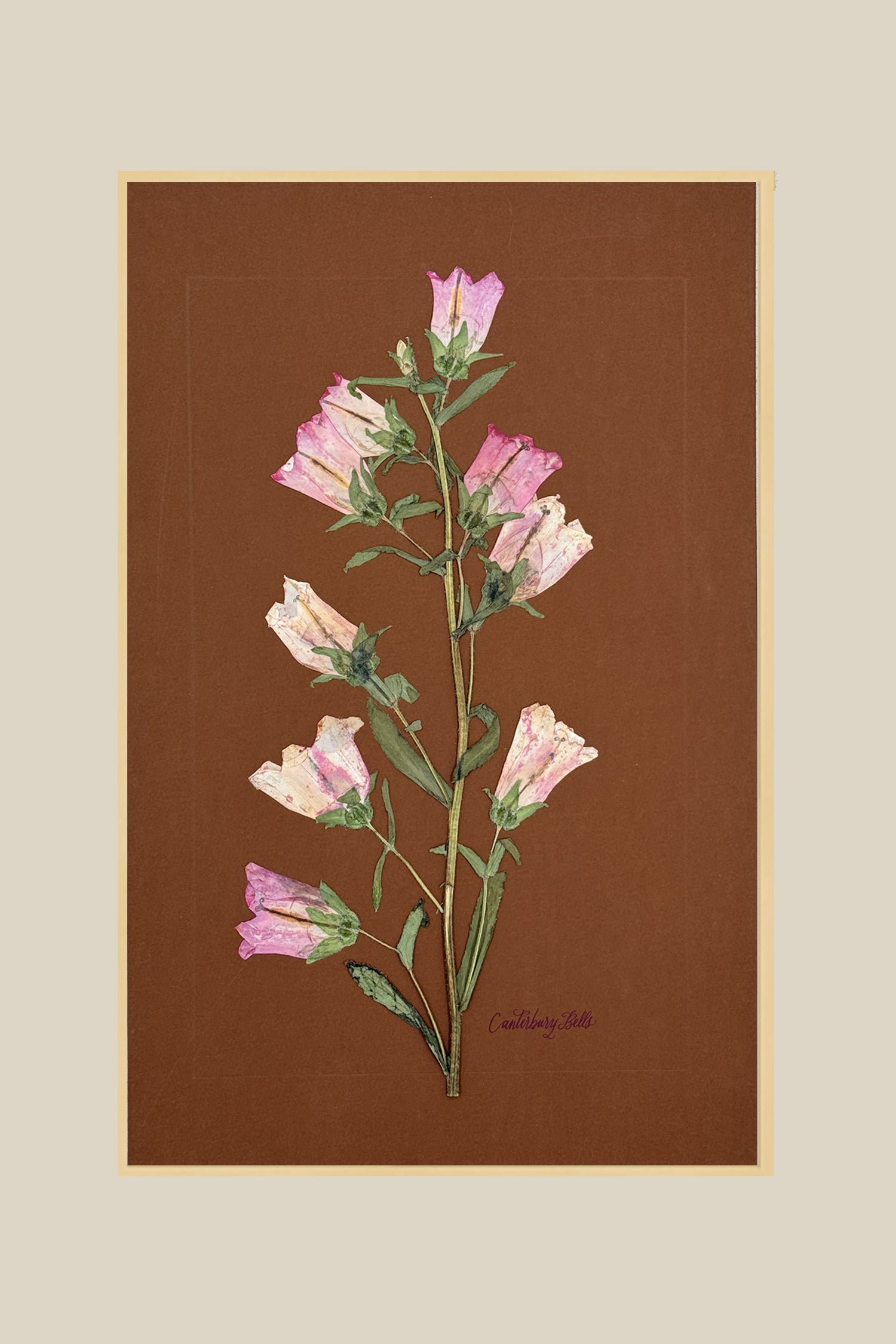Pink Canterbury Bells