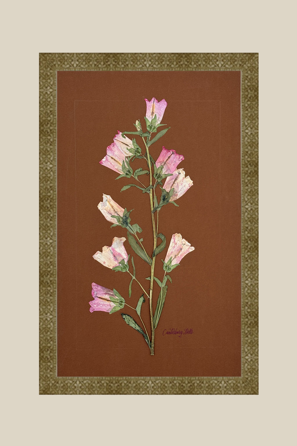 Pink Canterbury Bells