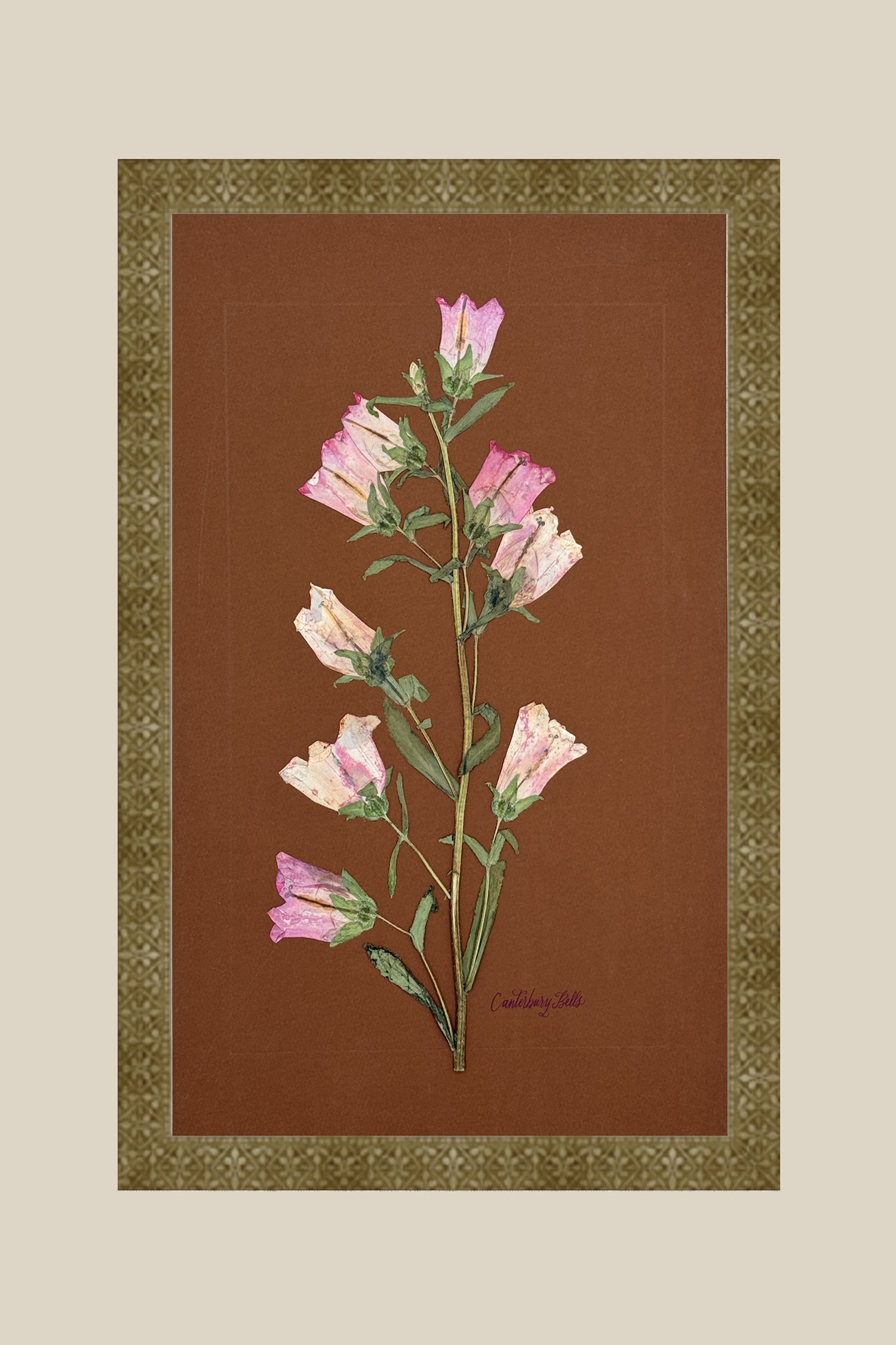 Pink Canterbury Bells