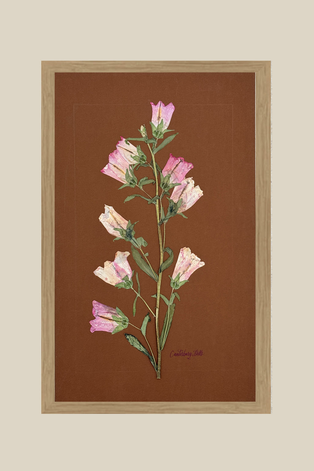 Pink Canterbury Bells