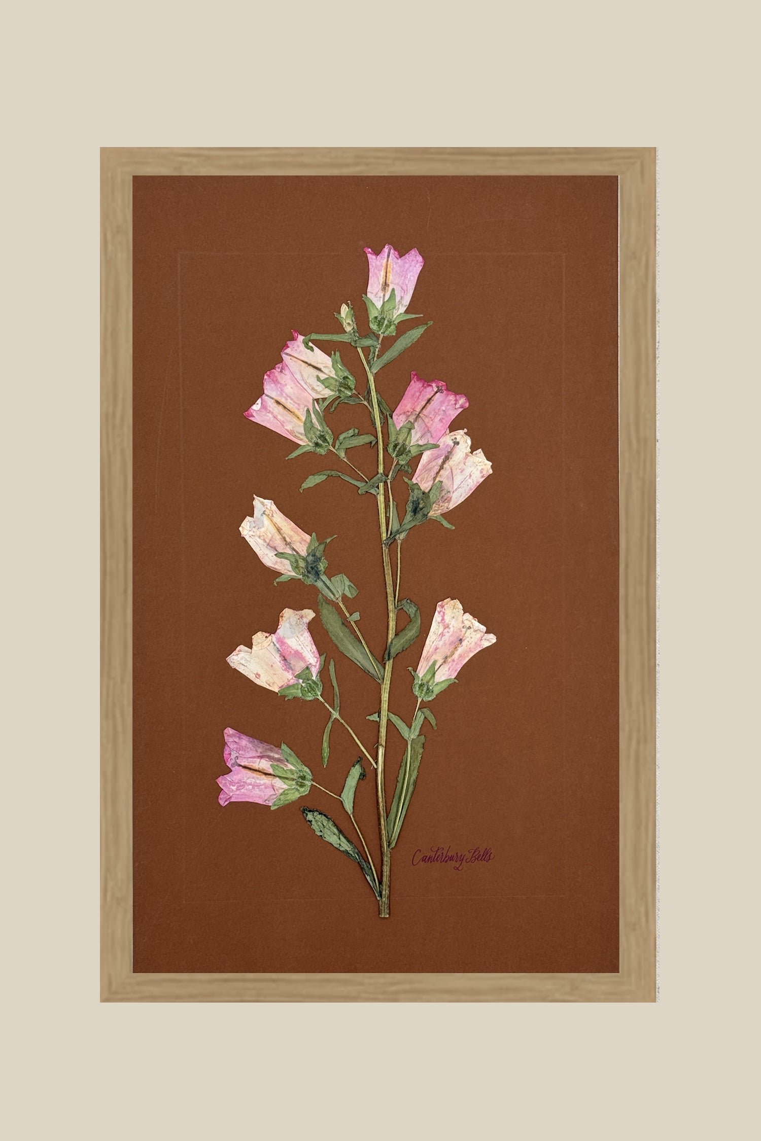 Pink Canterbury Bells