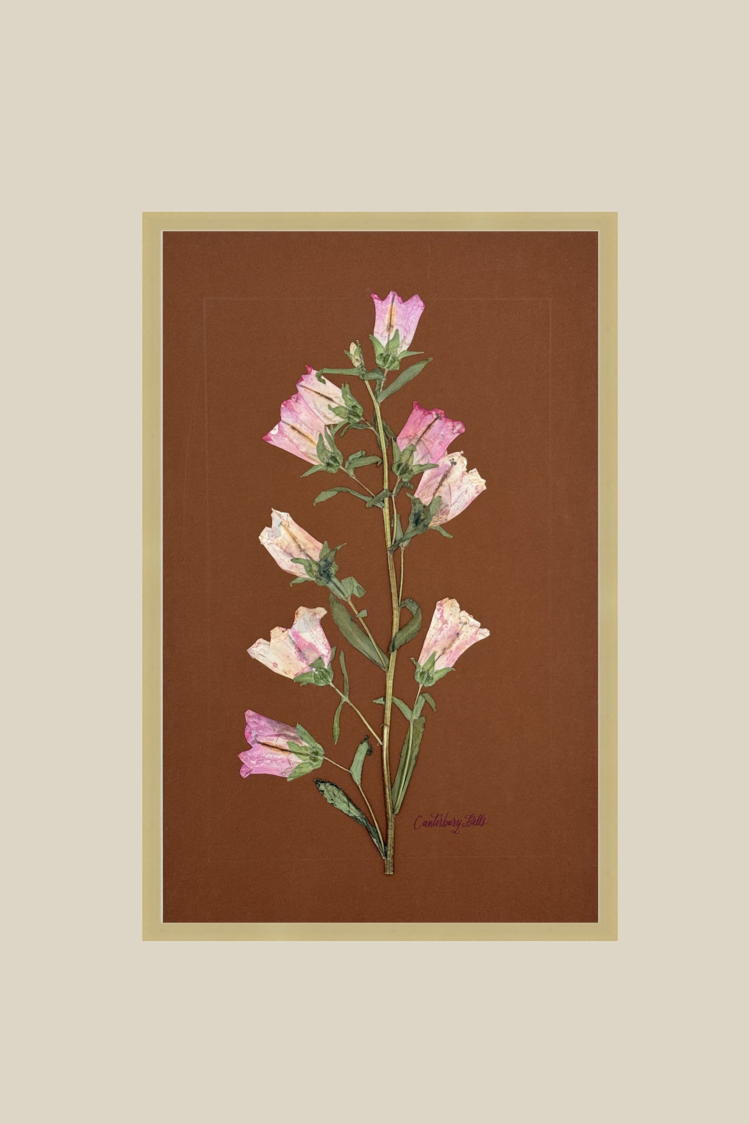 Pink Canterbury Bells
