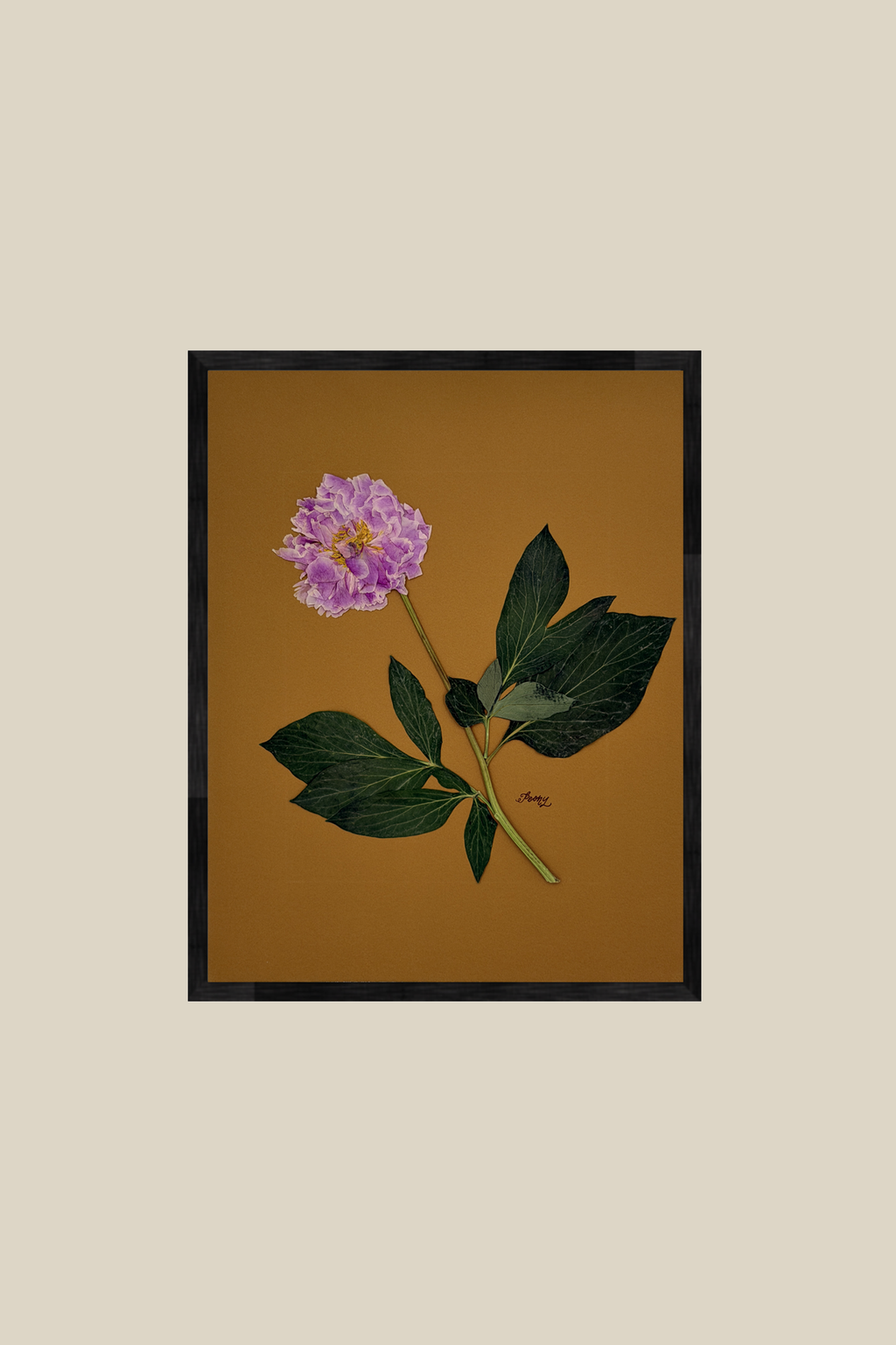 Peony on Mustard
