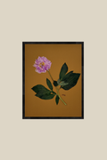 Peony on Mustard