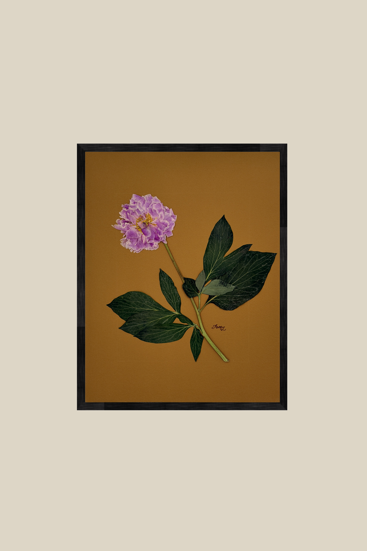 Peony on Mustard