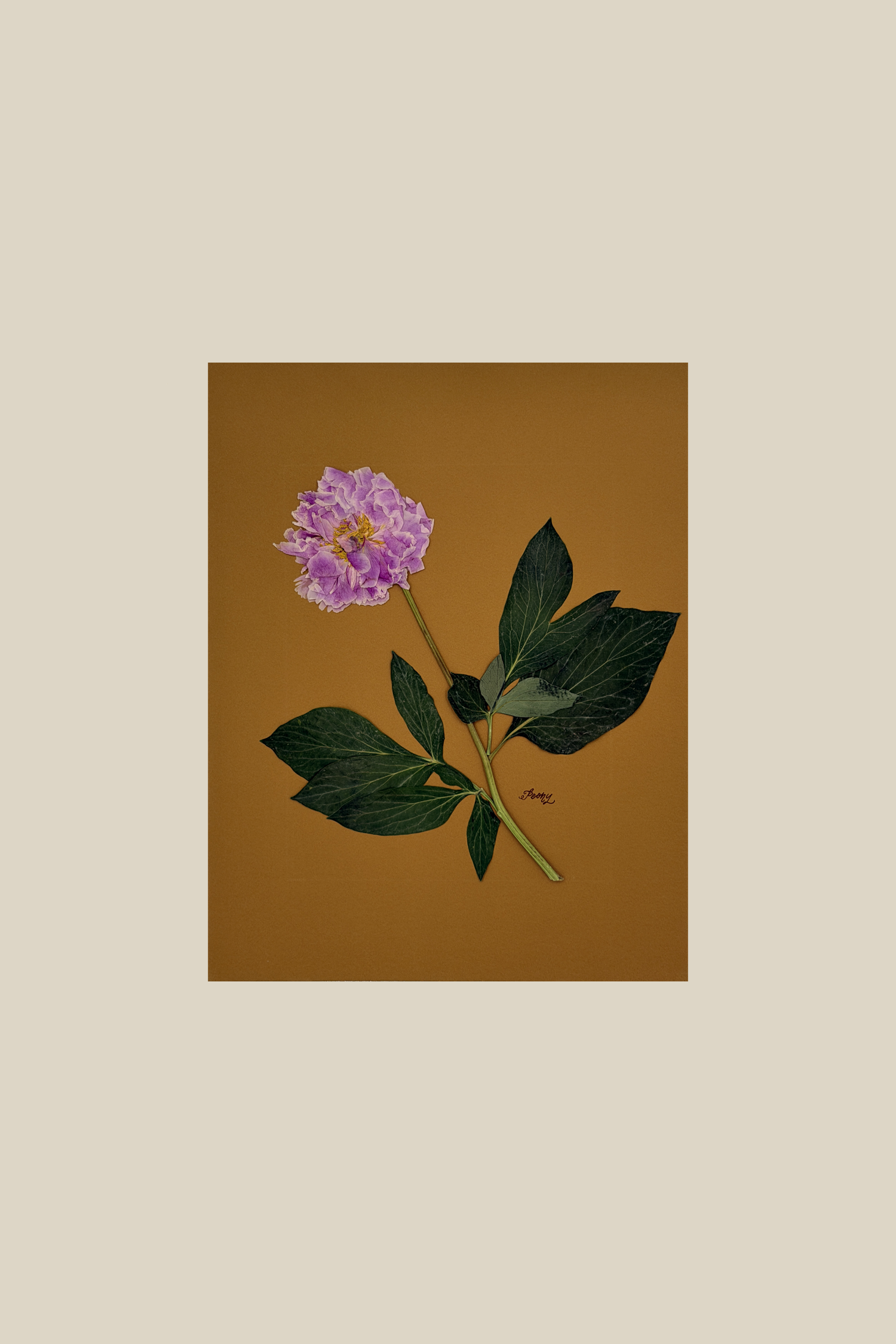 Peony on Mustard