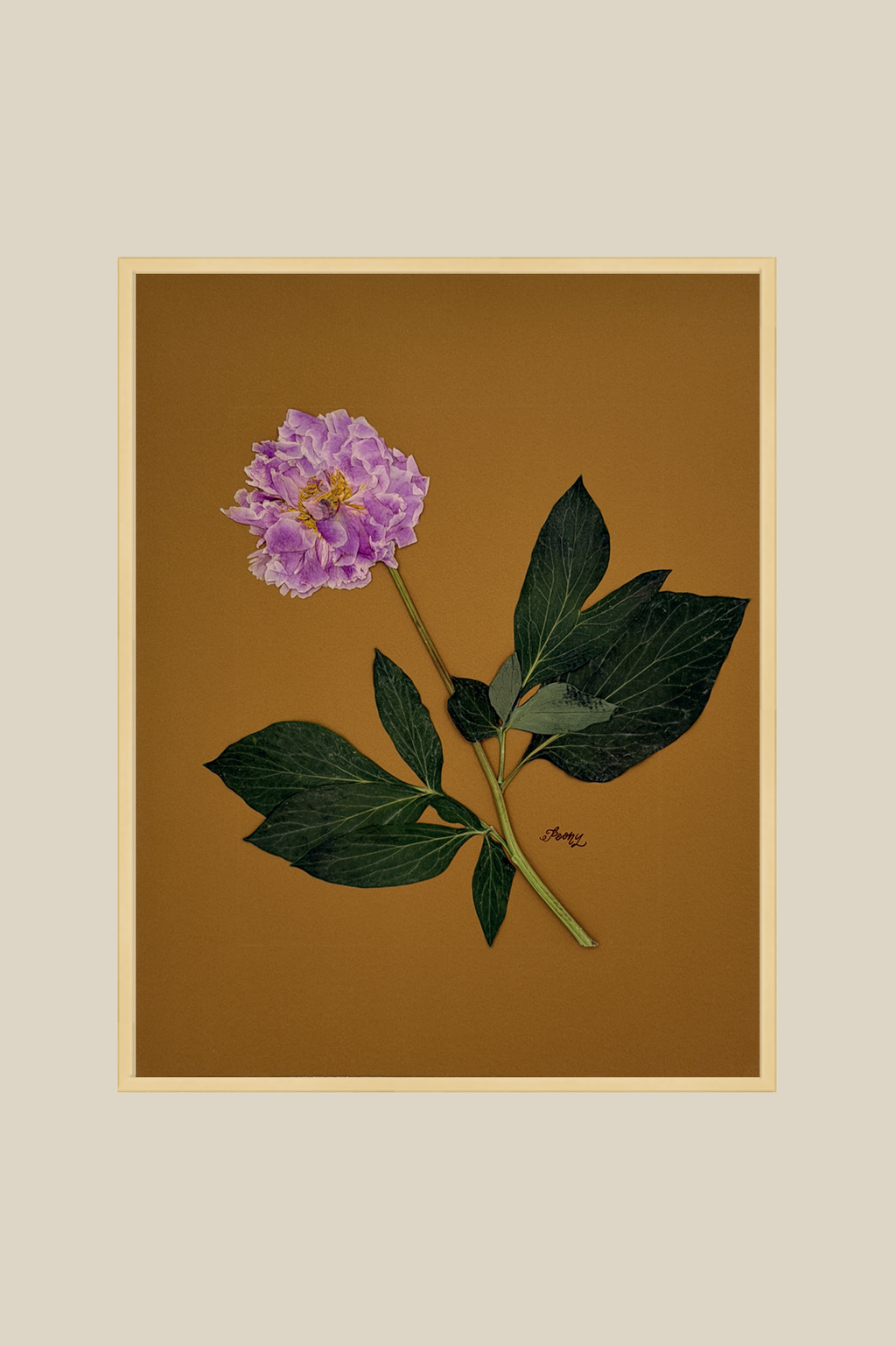 Peony on Mustard