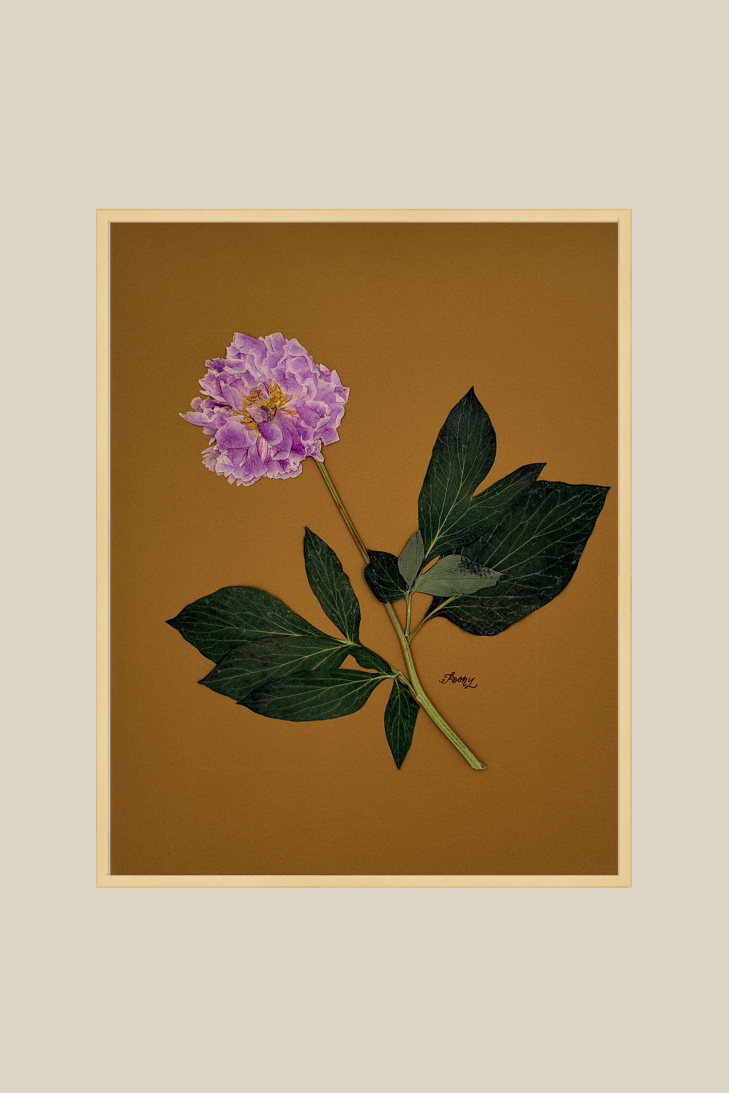 Peony on Mustard