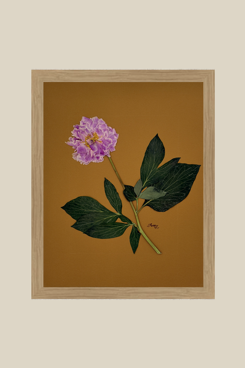 Peony on Mustard