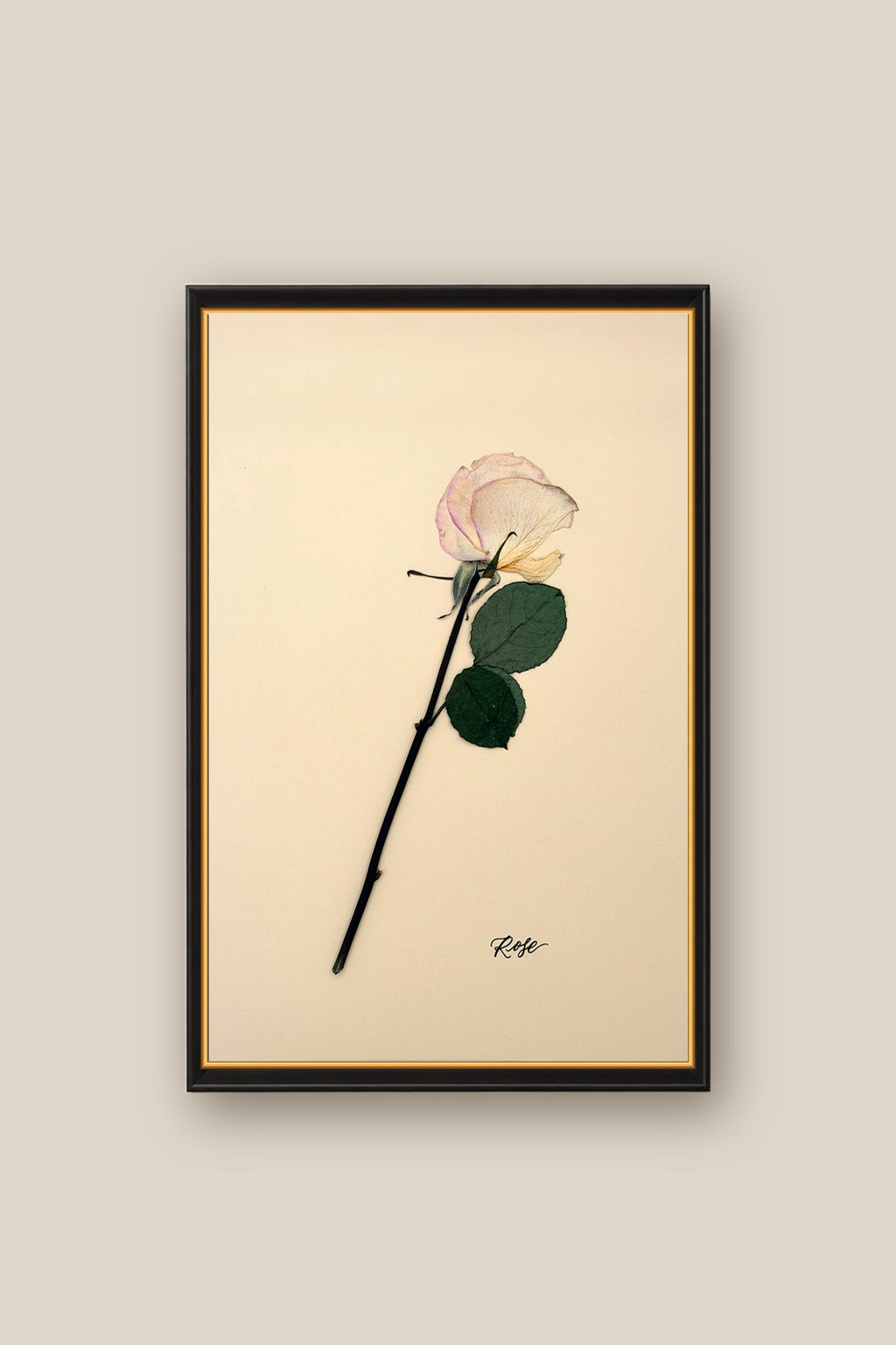 Single Rose Framed