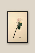 Single Rose Framed