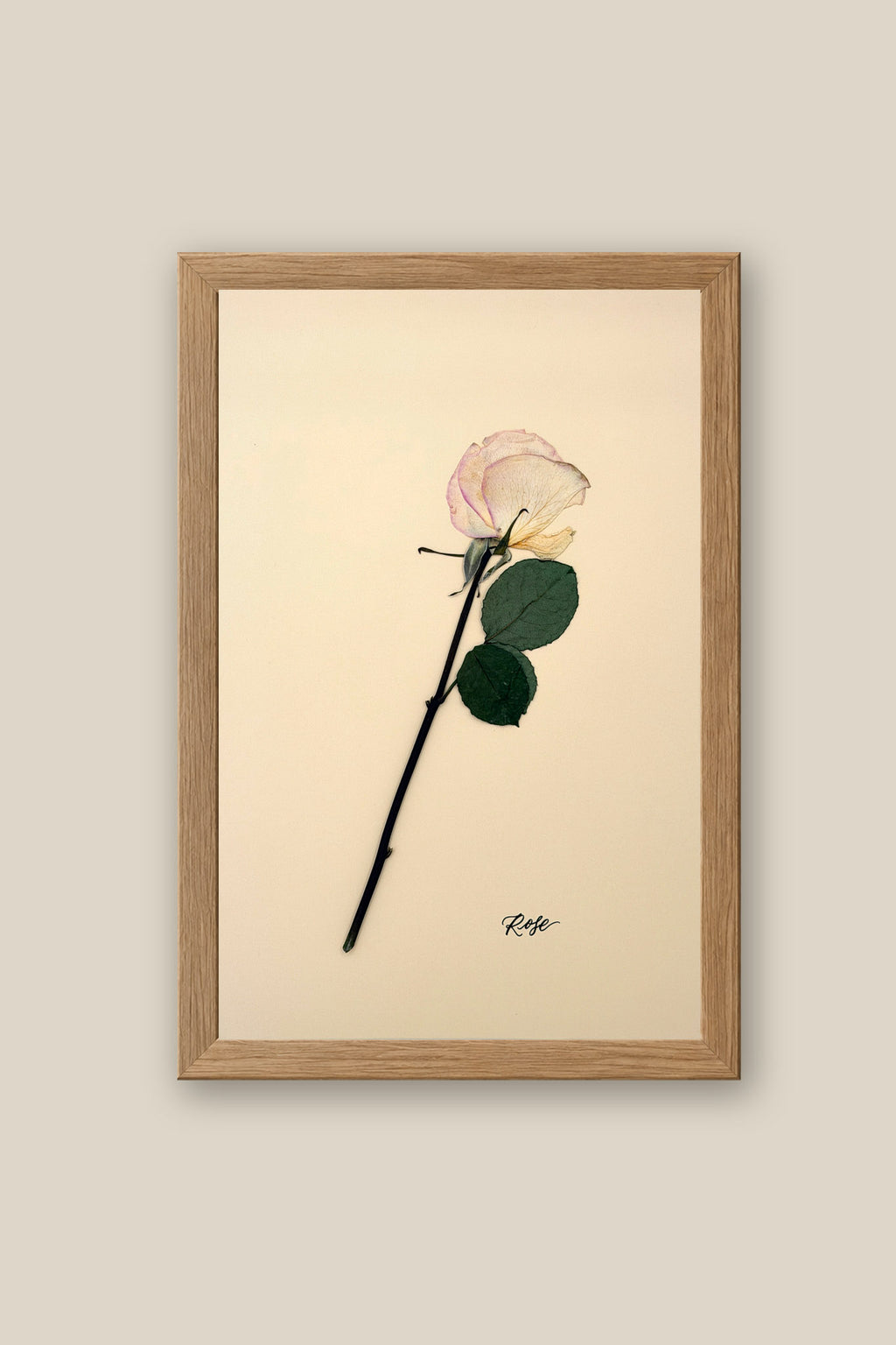 Single Rose Framed