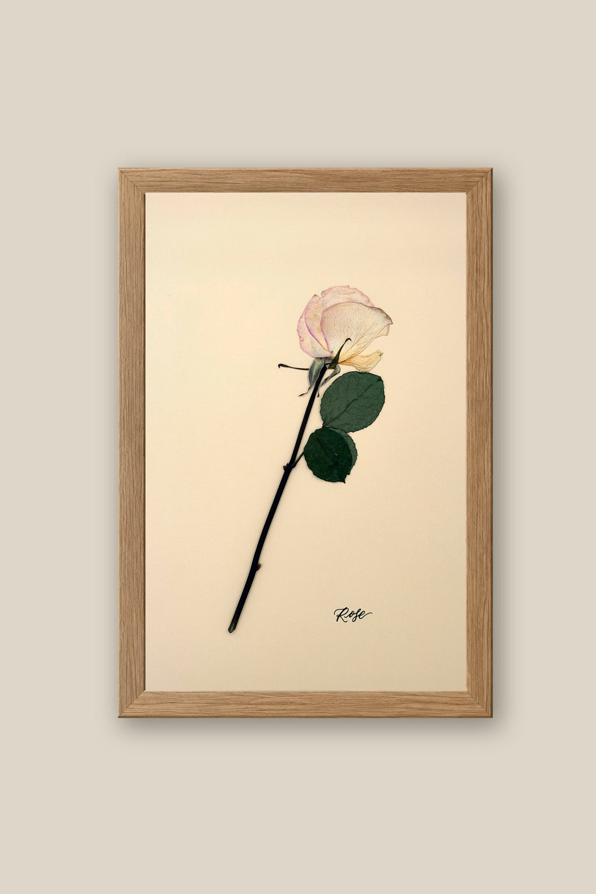 Single Rose Framed