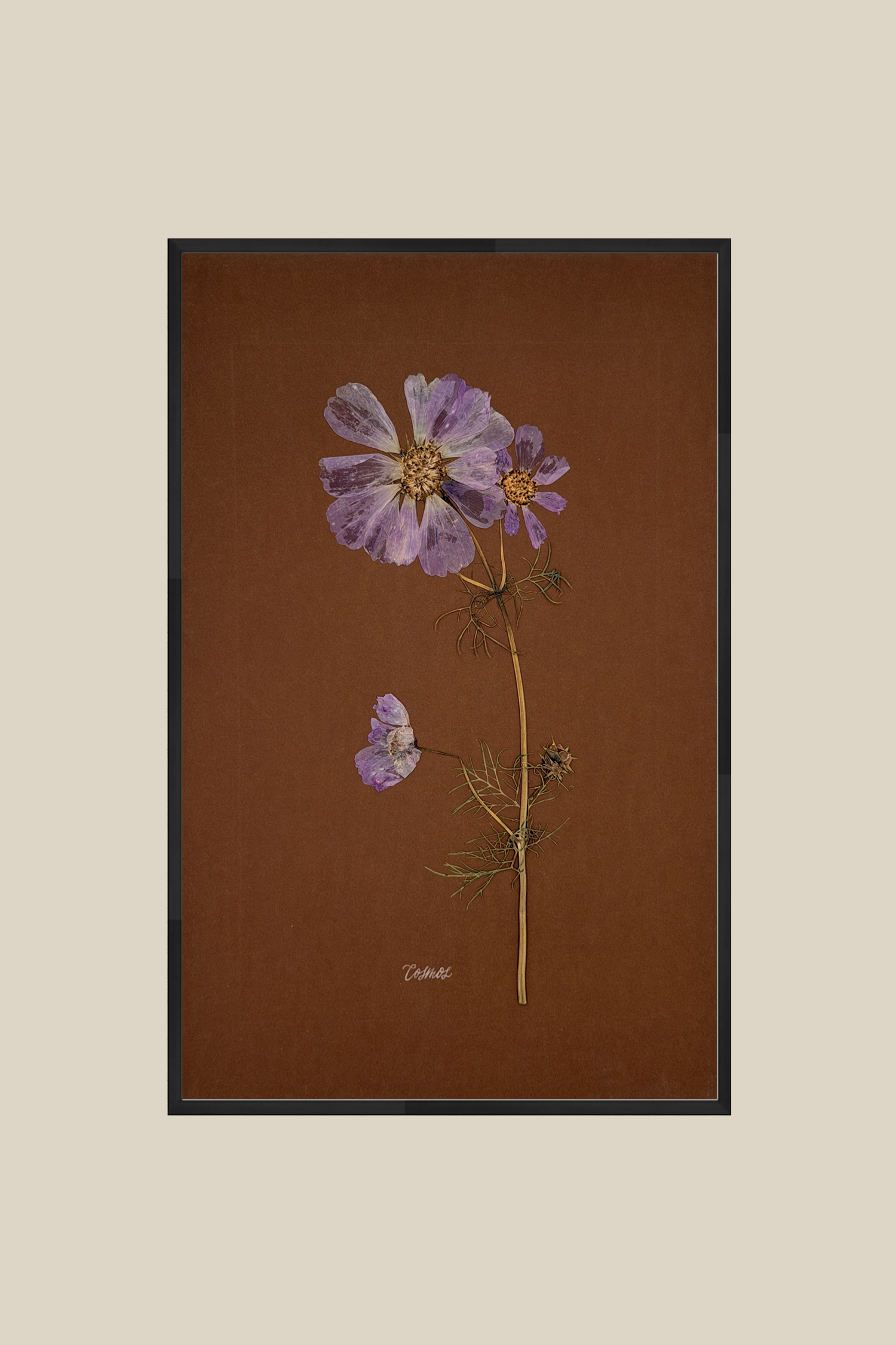 Cosmos on Chocolate